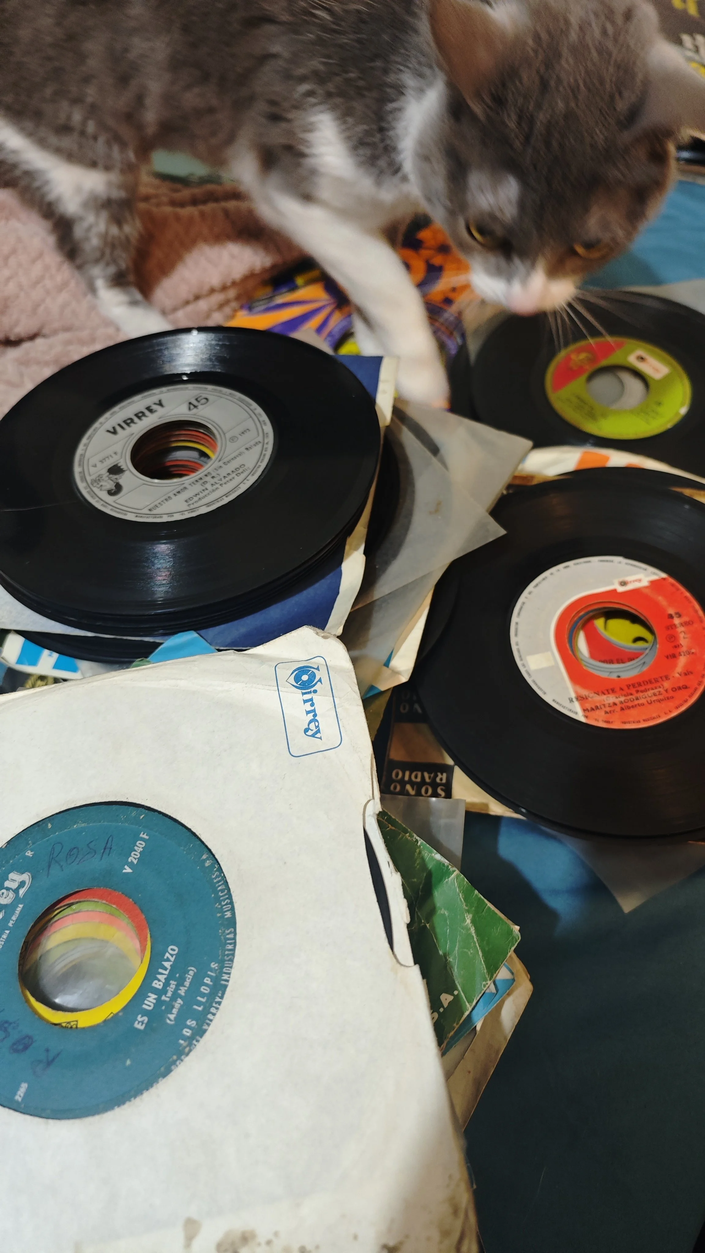 Un gato gray y blanco olfateando discos de vinilo sobre una mesa.