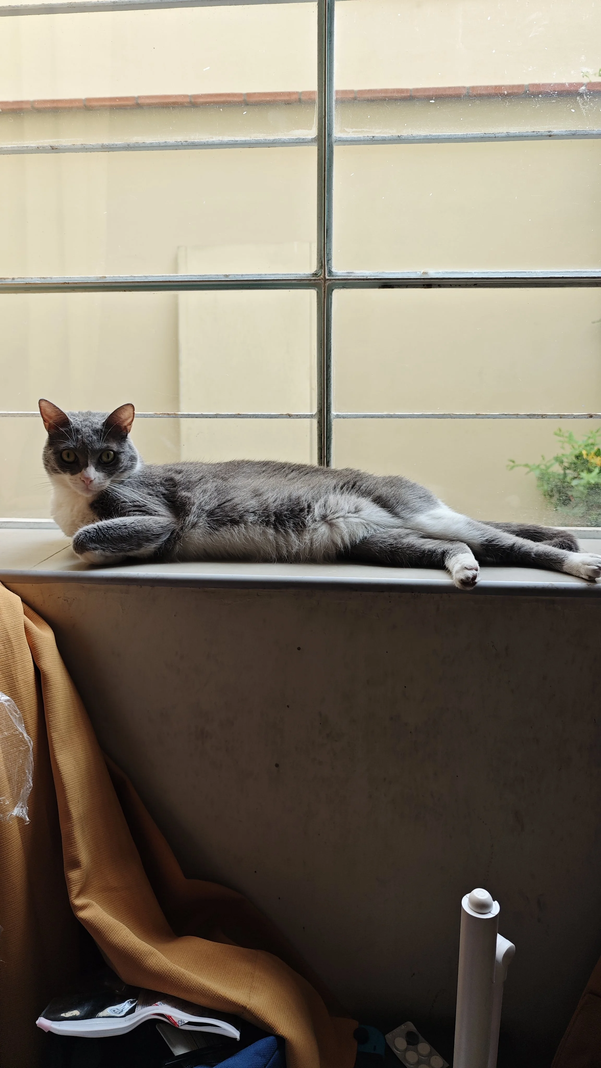 Gato gris y blanco acostado en la ventana de un interior, con vista a una pared y plantas exteriores.