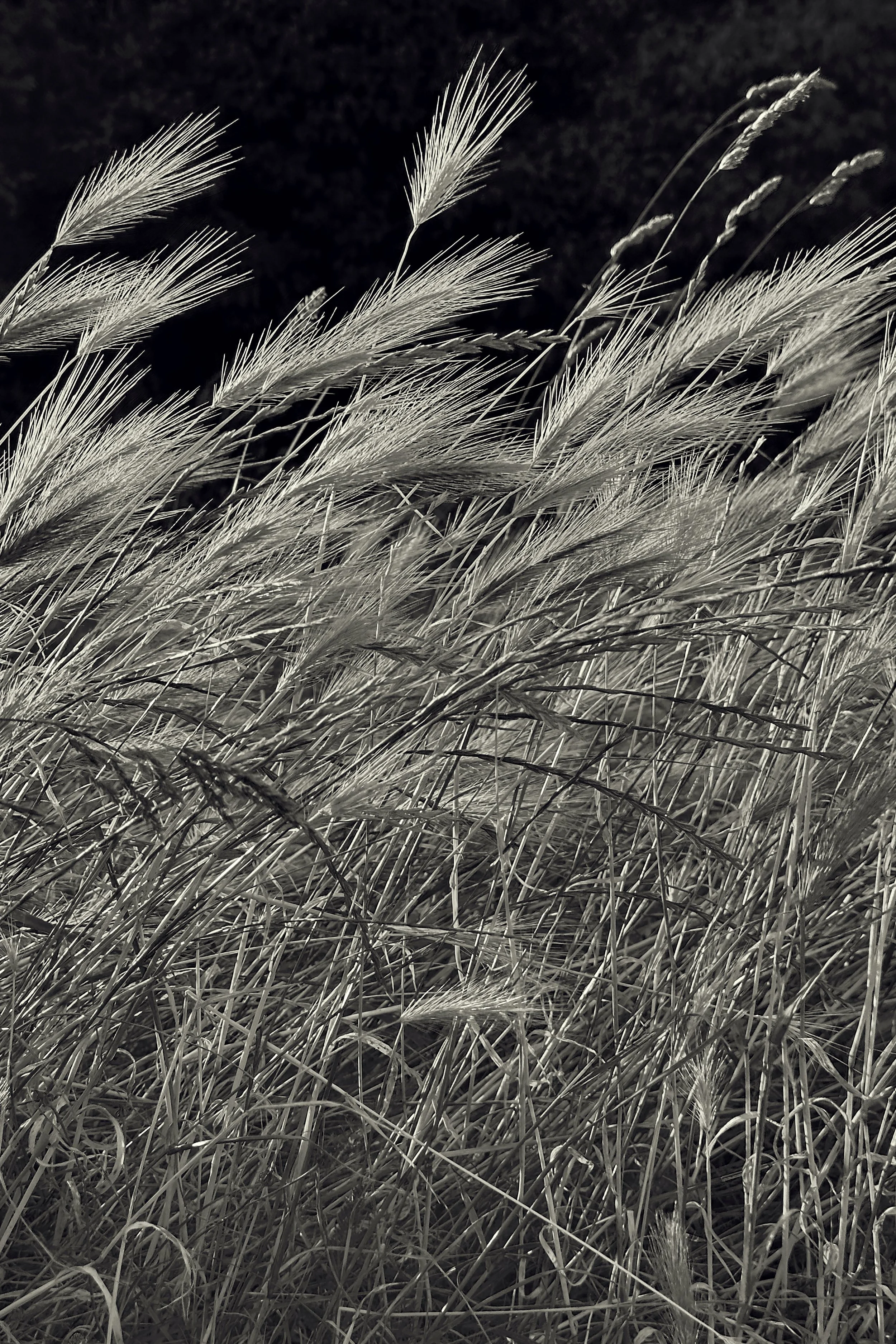 Windswept
