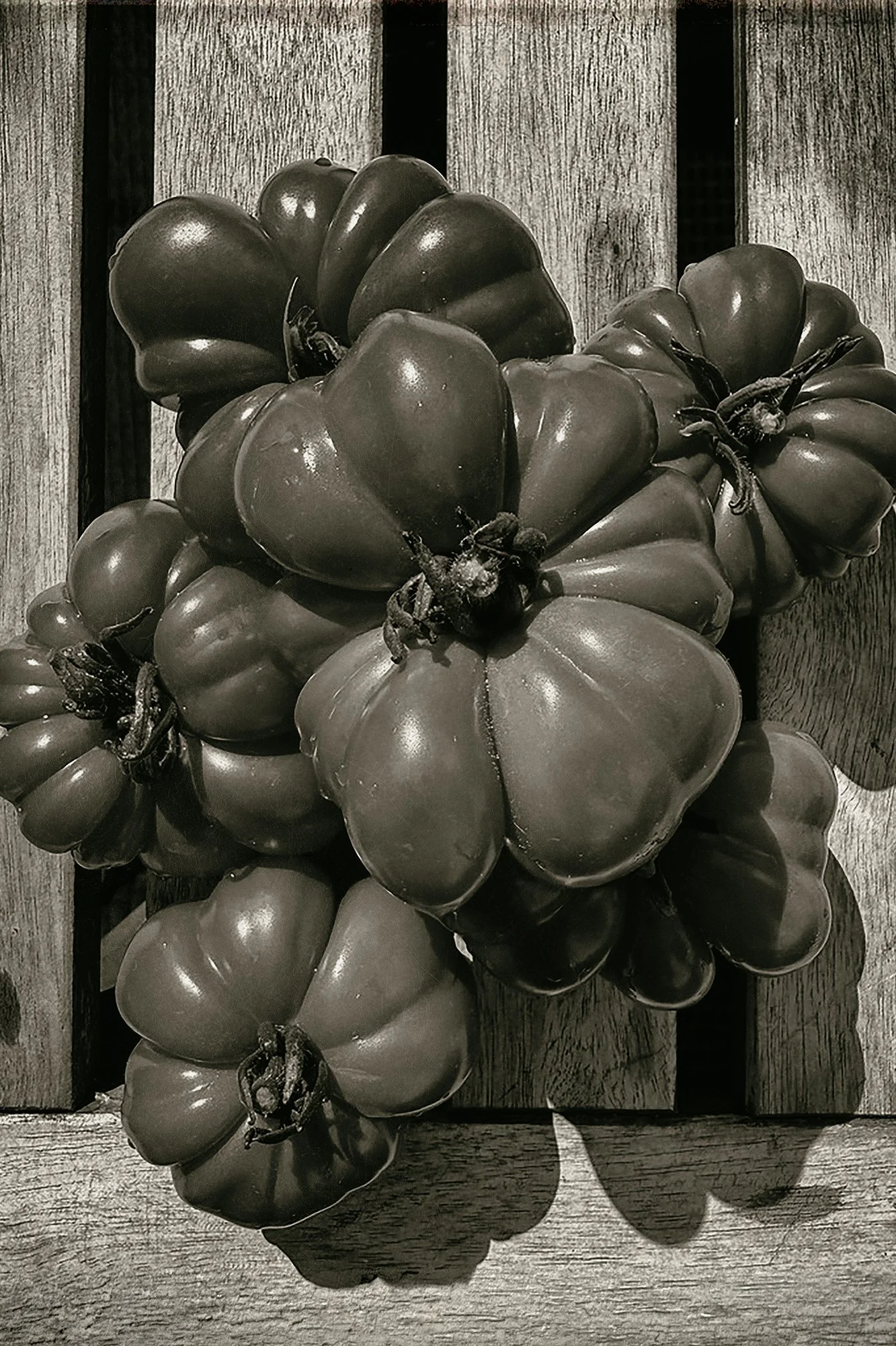 Marmande Tomatoes, Crate Study