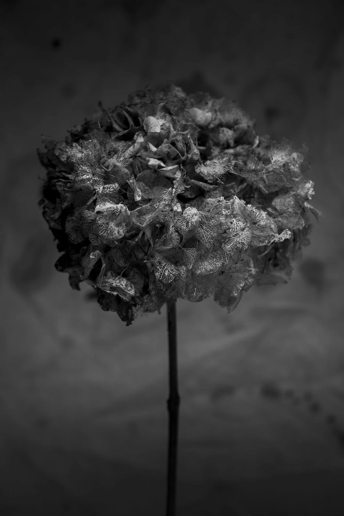 Botanical Forms