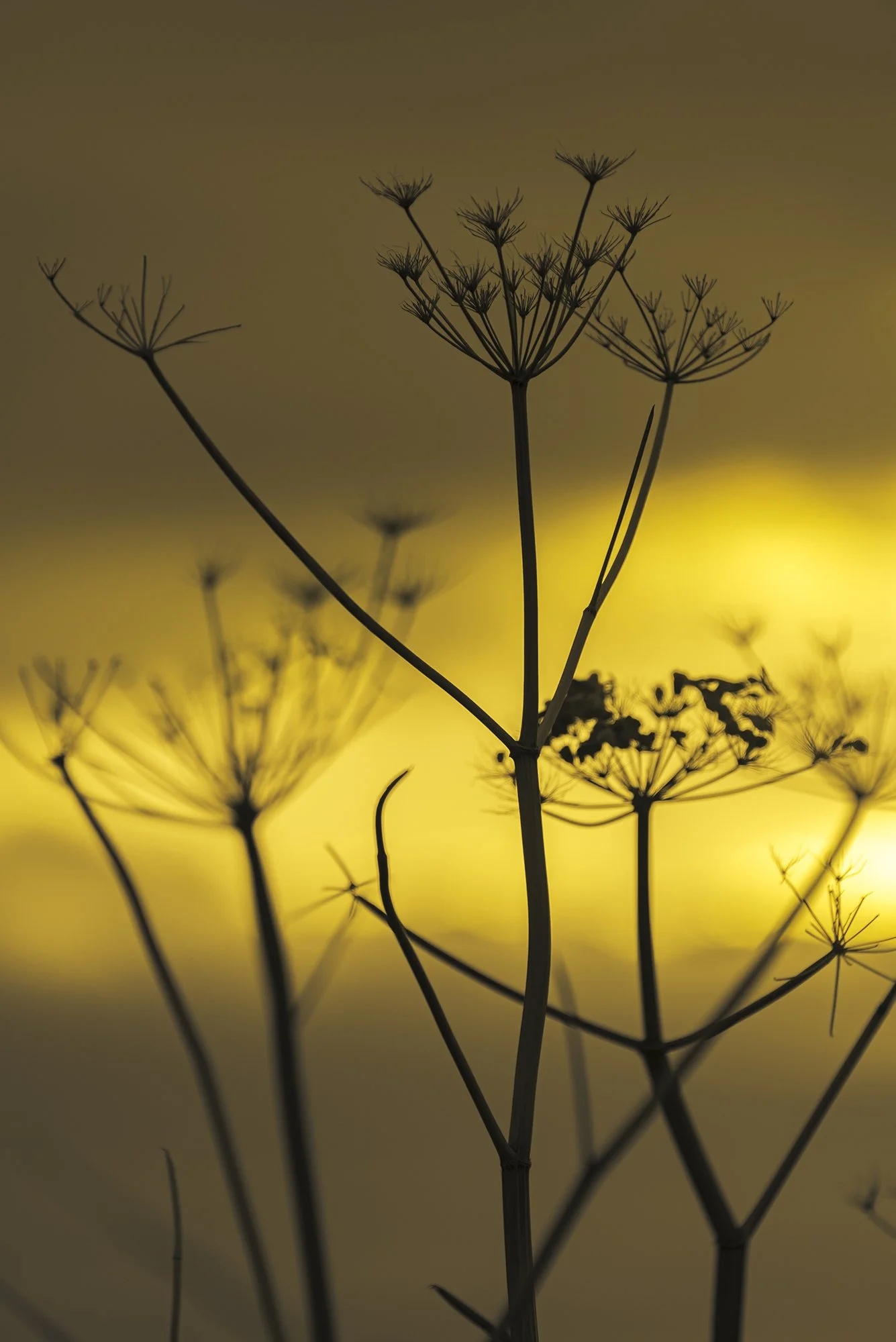 Umbels at Dusk