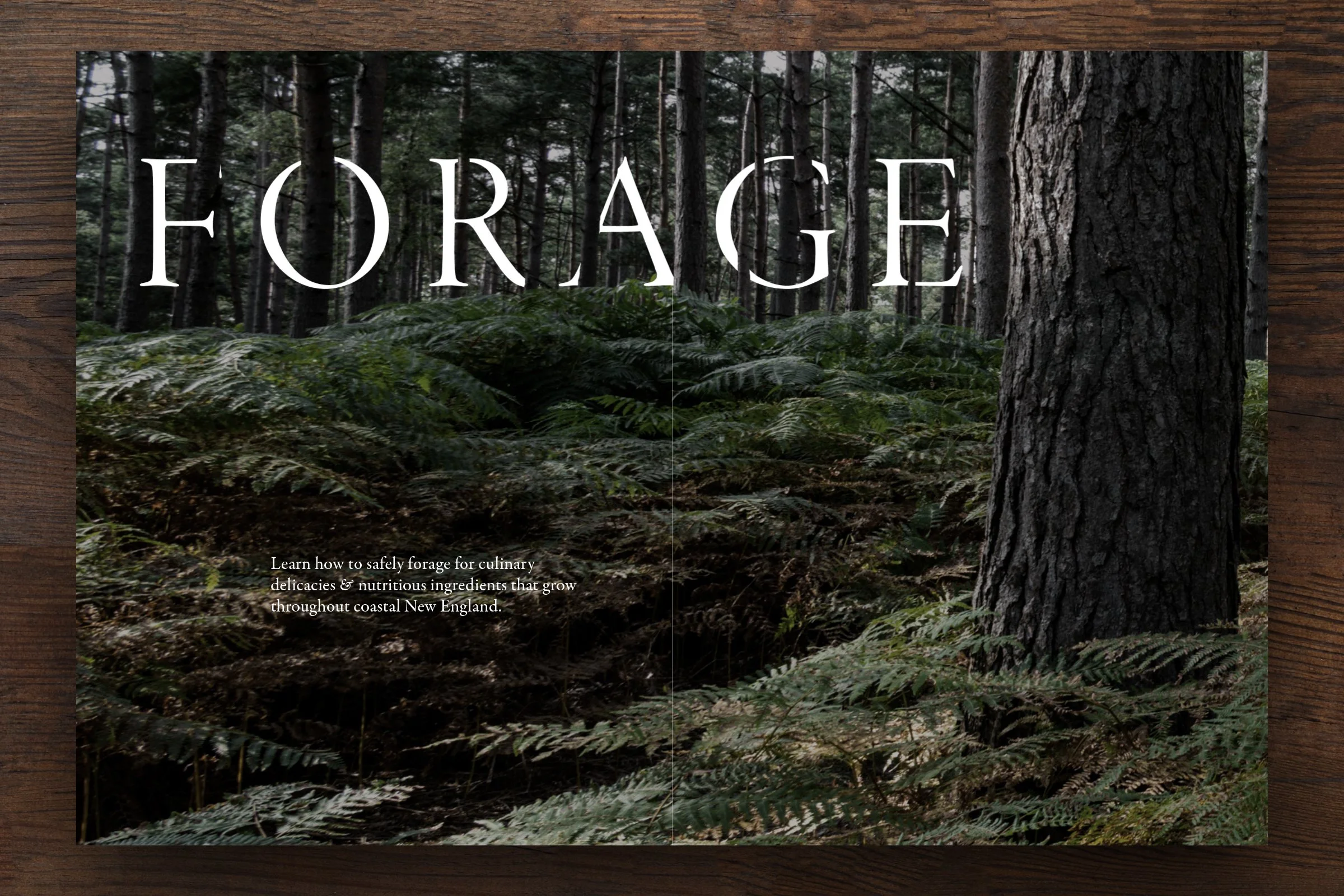 JB Design 01 FFF 06.jpg