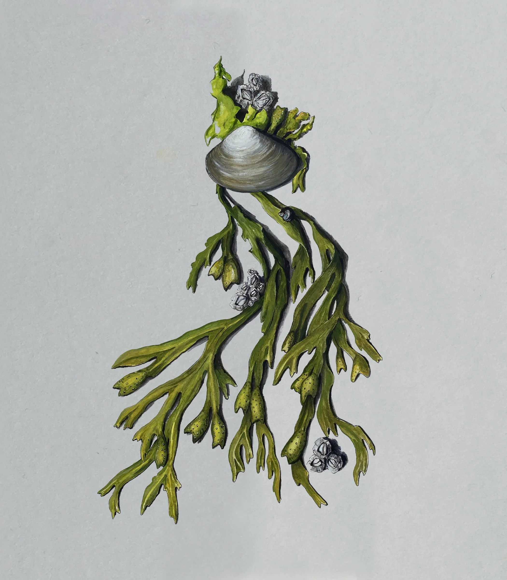 JB art drawing seaweed2.jpg