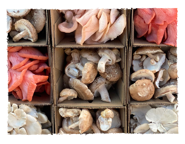 Organized boxes of fresh mushrooms and fungi in different varieties and colors.