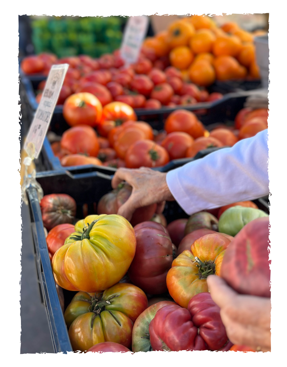 Person shopping for heirloom tomatoes at an outdoor market with crates of colorful tomatoes including yellow, red, and heirloom varieties.