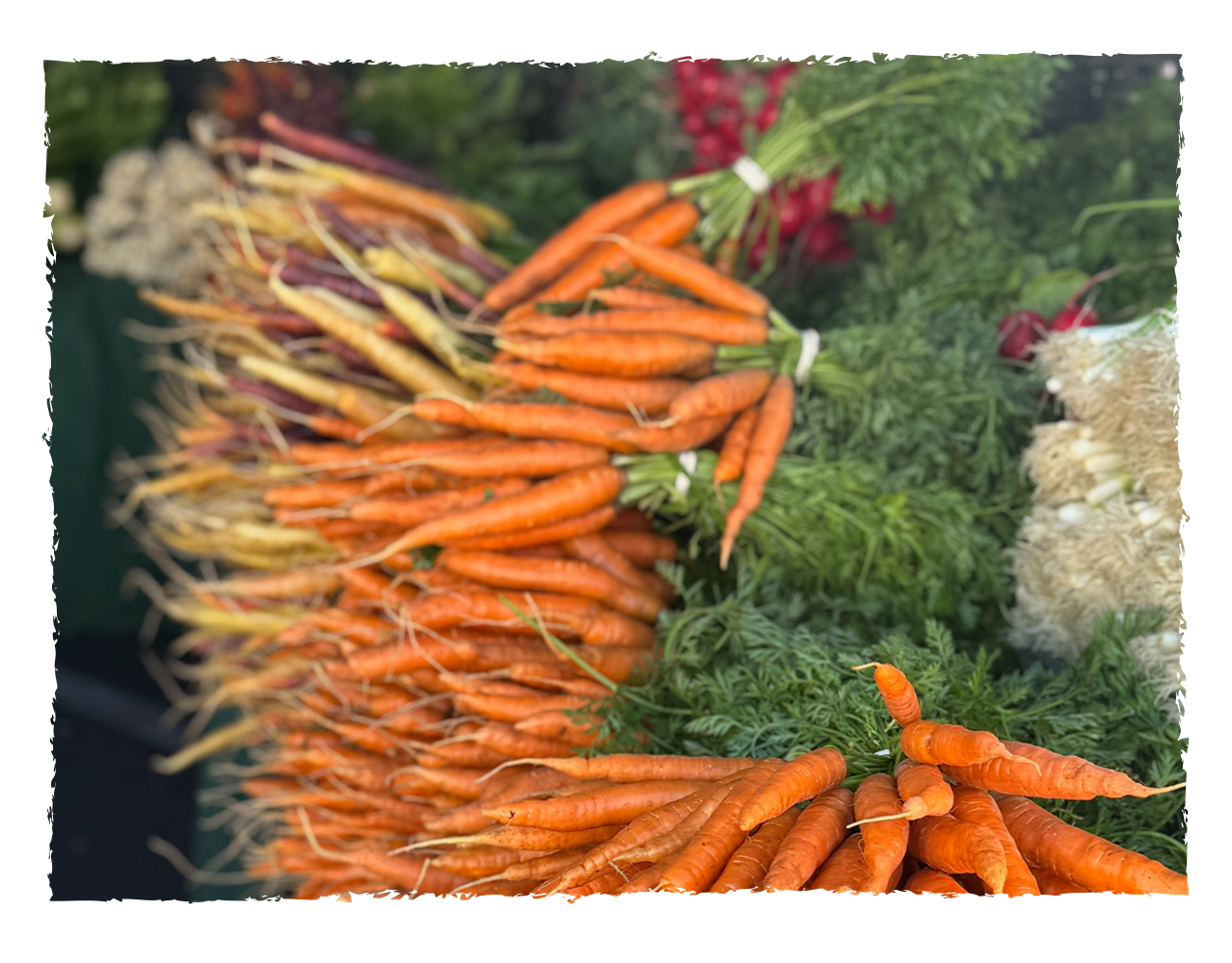 Fresh filtered carrots on display at a market.