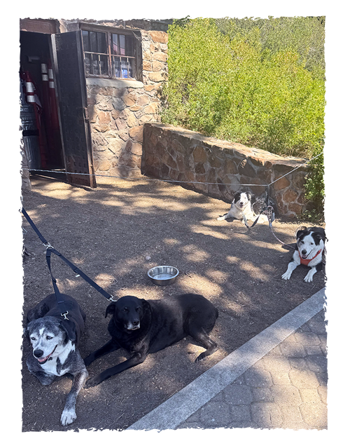 Four dogs sitting outside on a sunny day, with a stone building and green bushes in the background.
