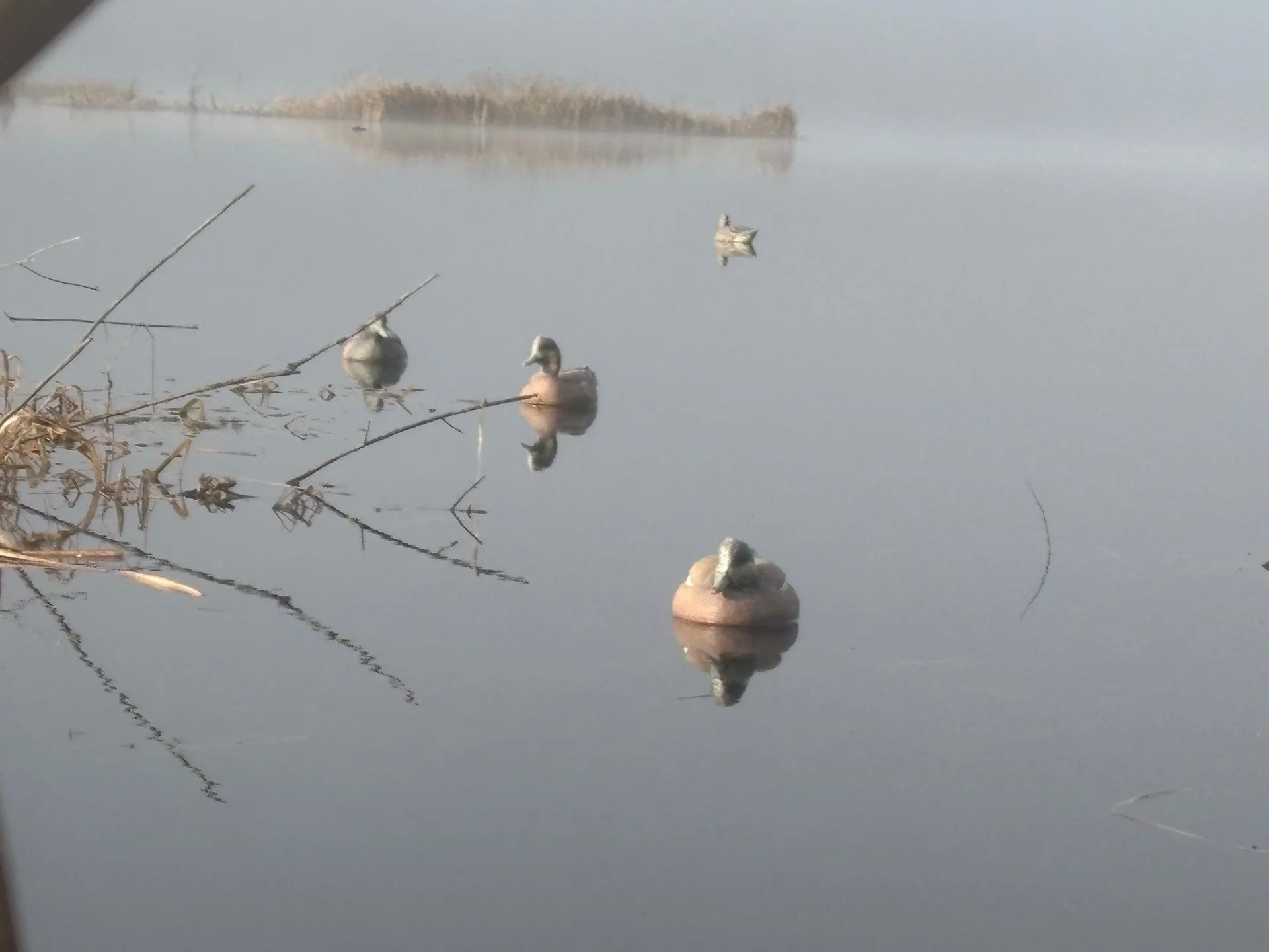 Wigeon decoys ready to draw in ducks to hunt in Skagit County.