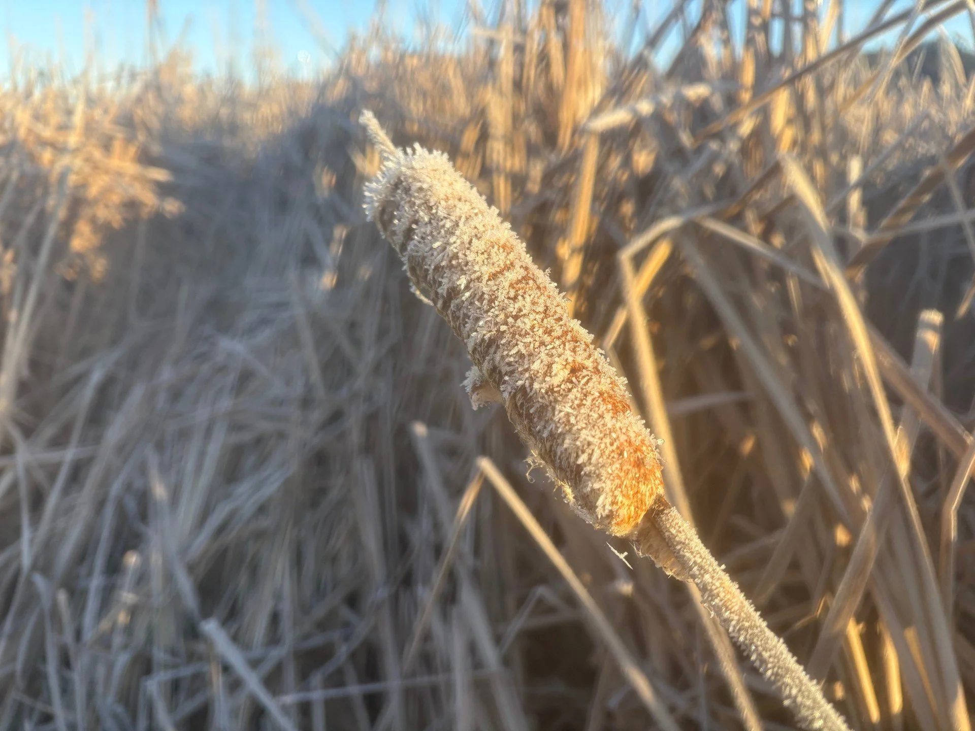 A frosty cattail out in the marshes.