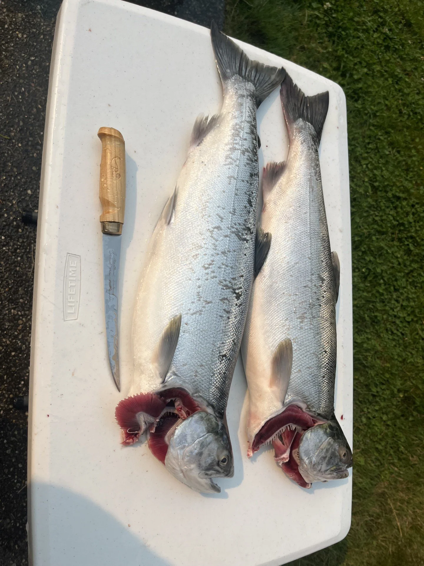 A pair of nice coho off the Skagit River.