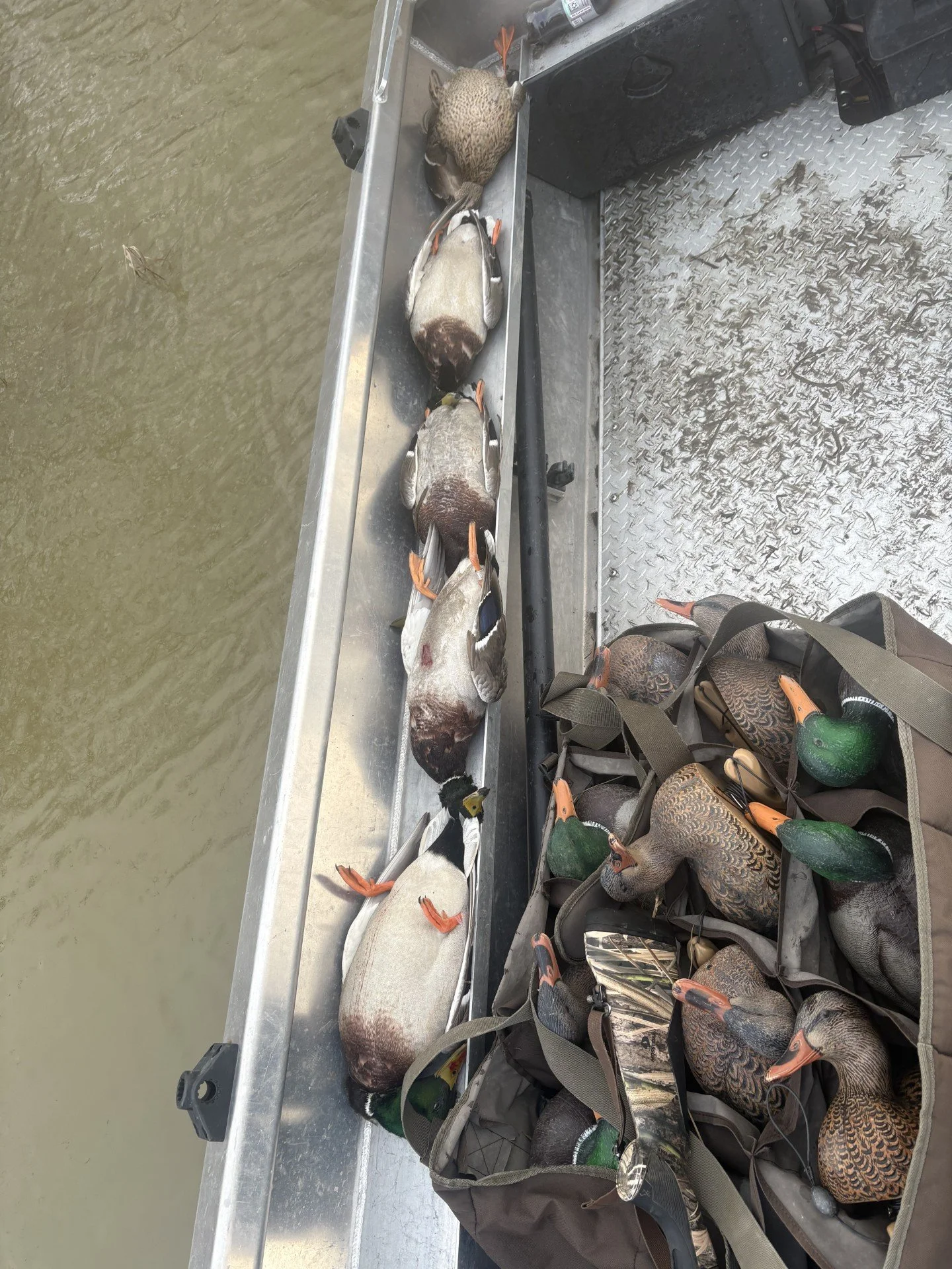 A short and effective hunt on the Skagit bayfront brought in a good row of fat mallards.