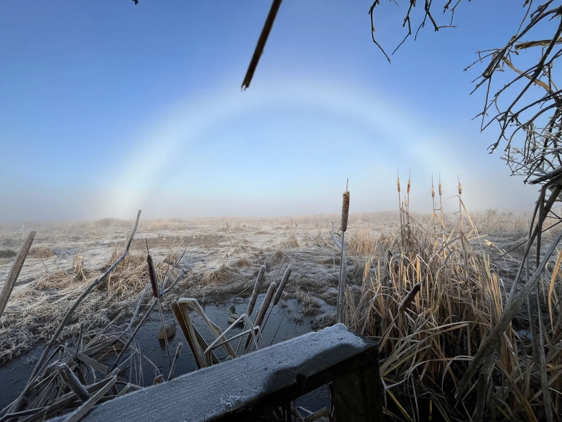 A frost "rainbow" on a very cold day out in the marsh.