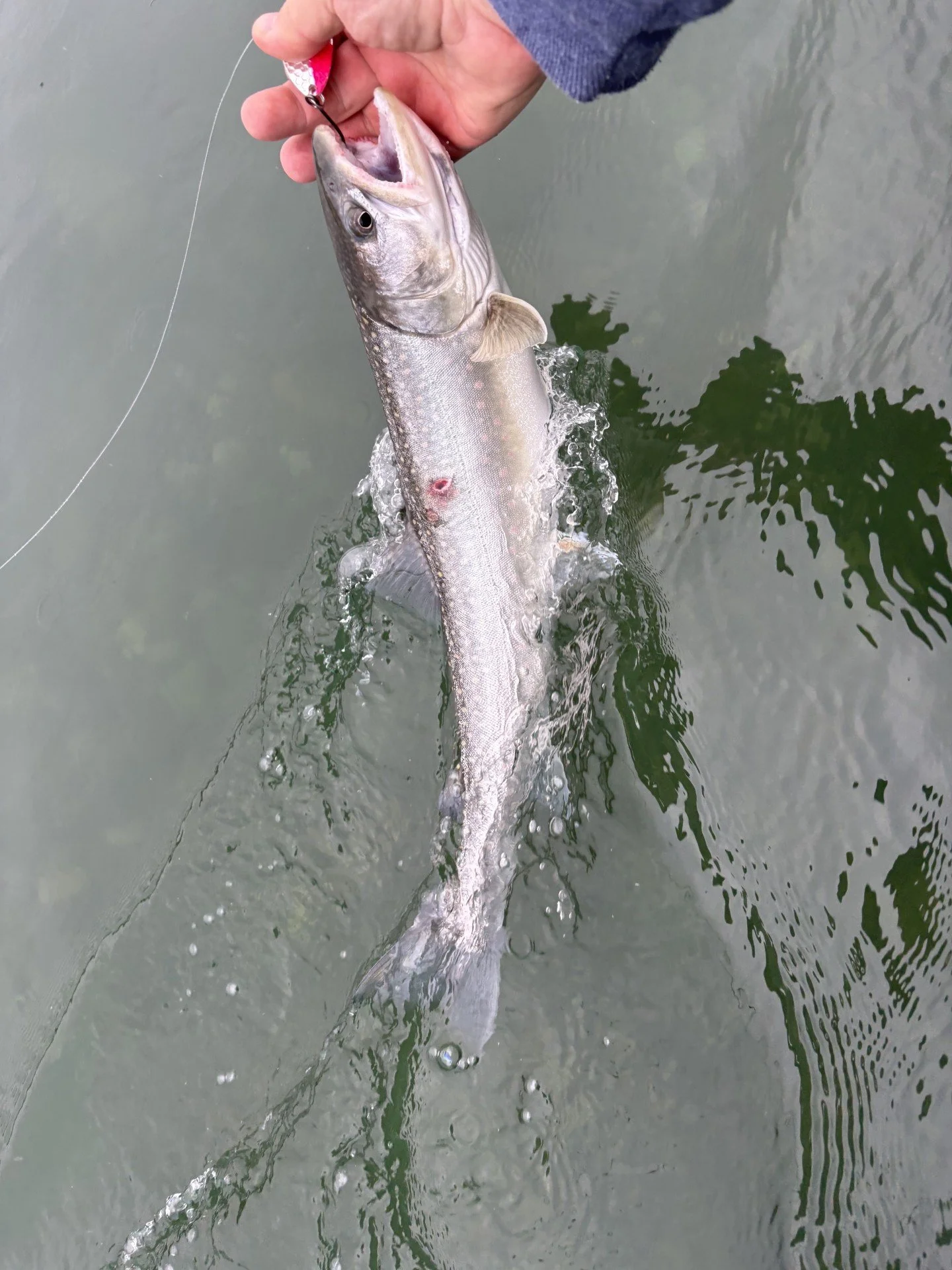 A nice size trout on the Skagit River while looking for kings on the Skagit River.