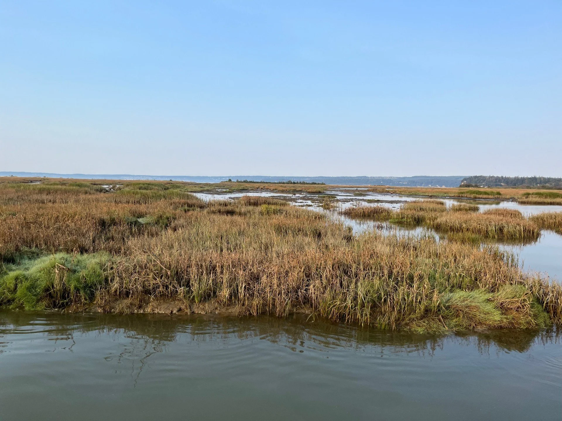 Wetlands of the Skagit River.