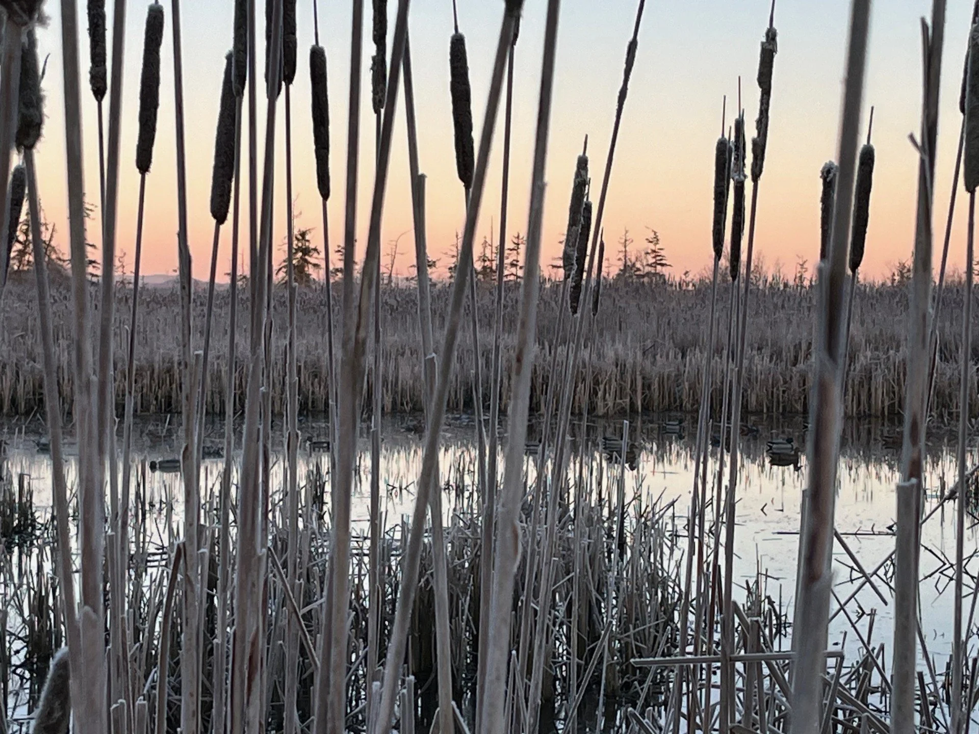 Decoys waiting to attract birds on a cold morning in the marsh.