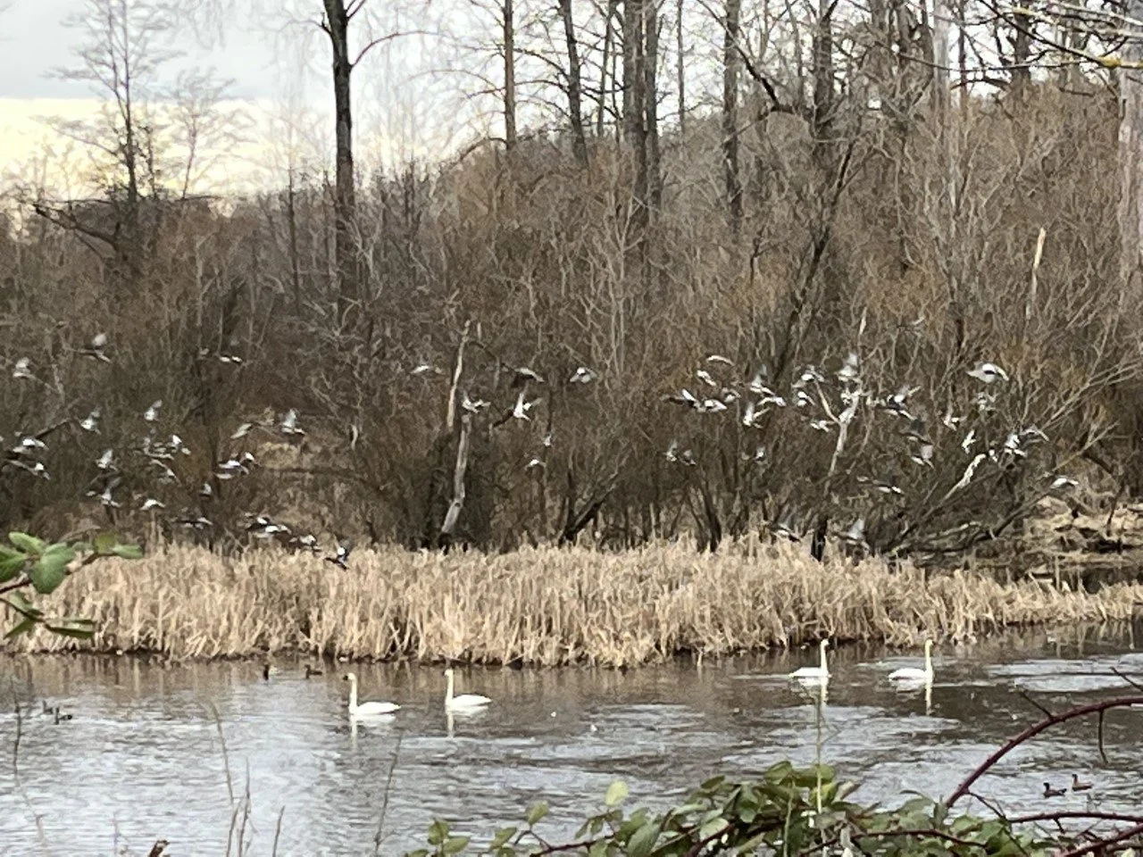 Waterfowl in Skagit Valley.