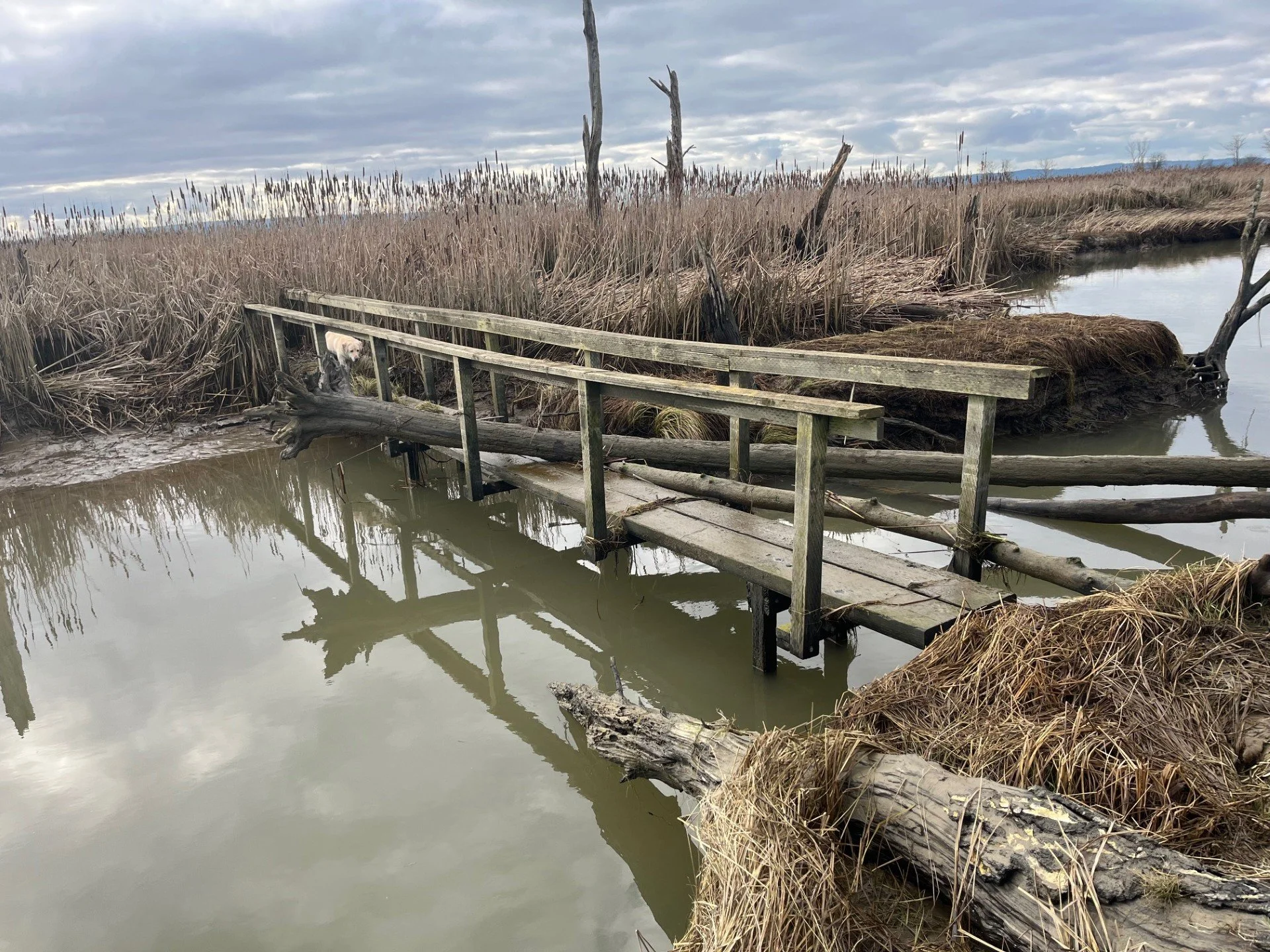 An old bridge, the last of its kind out in Skagit Bay.