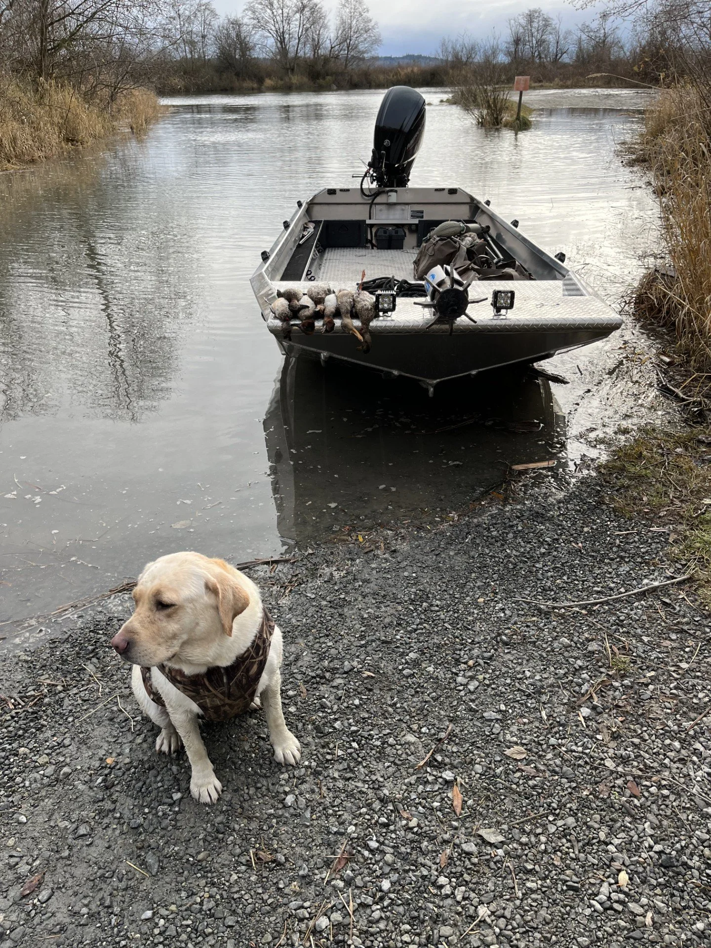 A quick mixed bag with the dog.