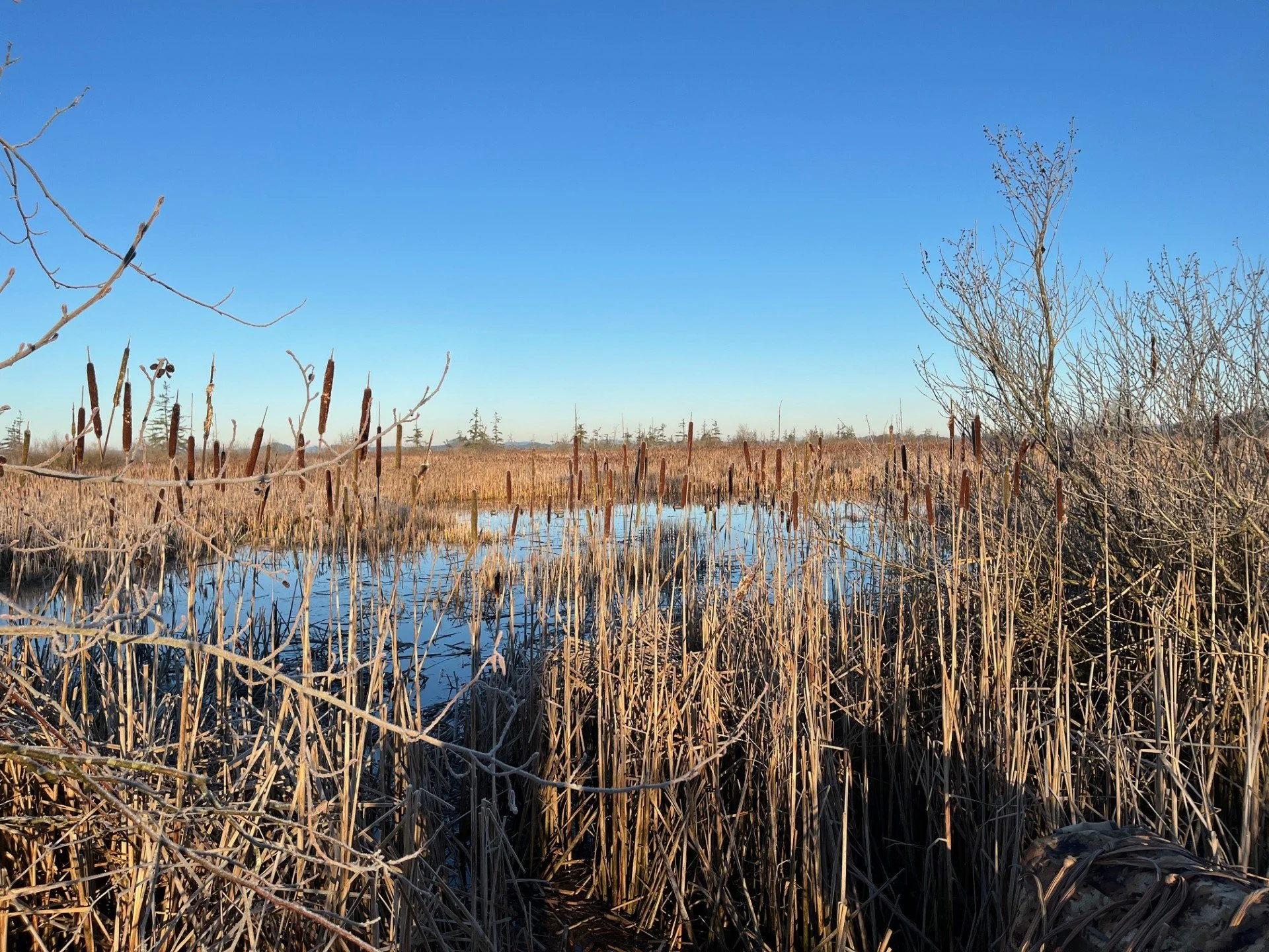 View of our decoys late season in the mid-marsh area.
