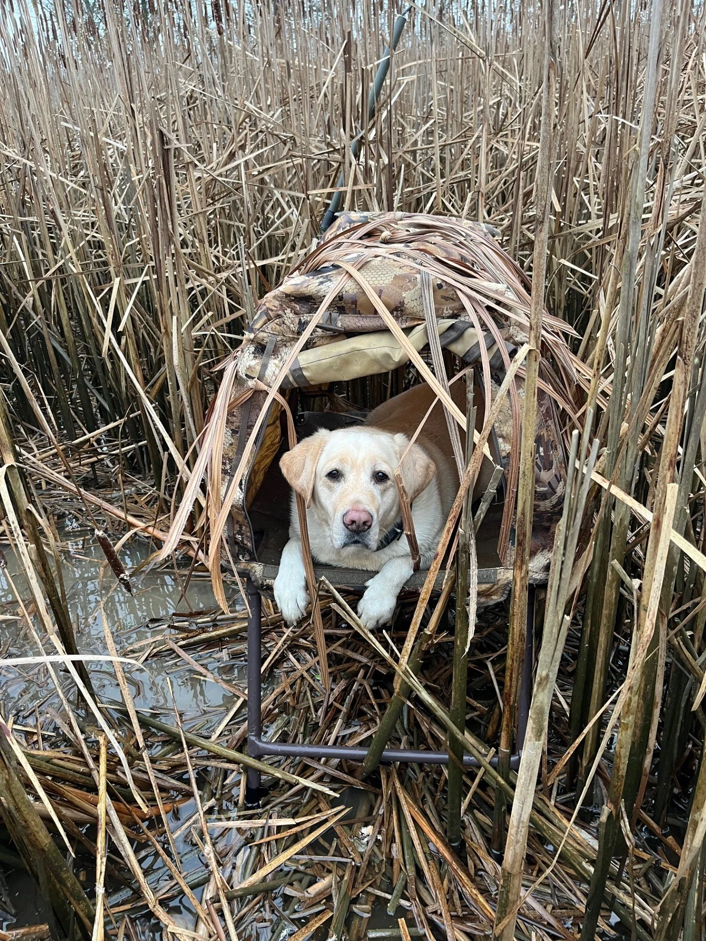 Maddie on a waterfowl hunt in Skagit Bay.