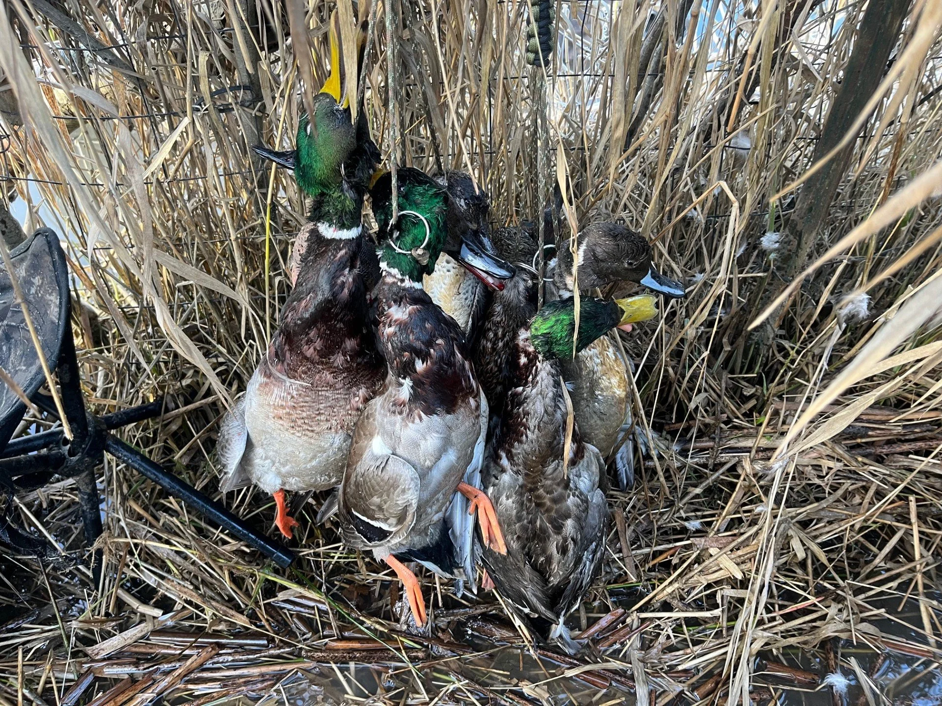 A pile of ducks from a good waterfowl hunt off the Skagit River.