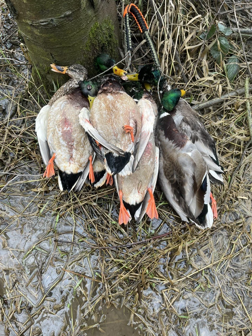A great pile of mallards while hunting around Skagit River.