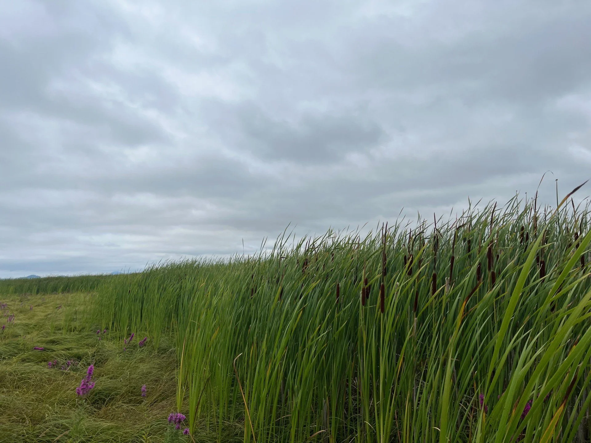 Summertime cattails in the Skagit marsh.