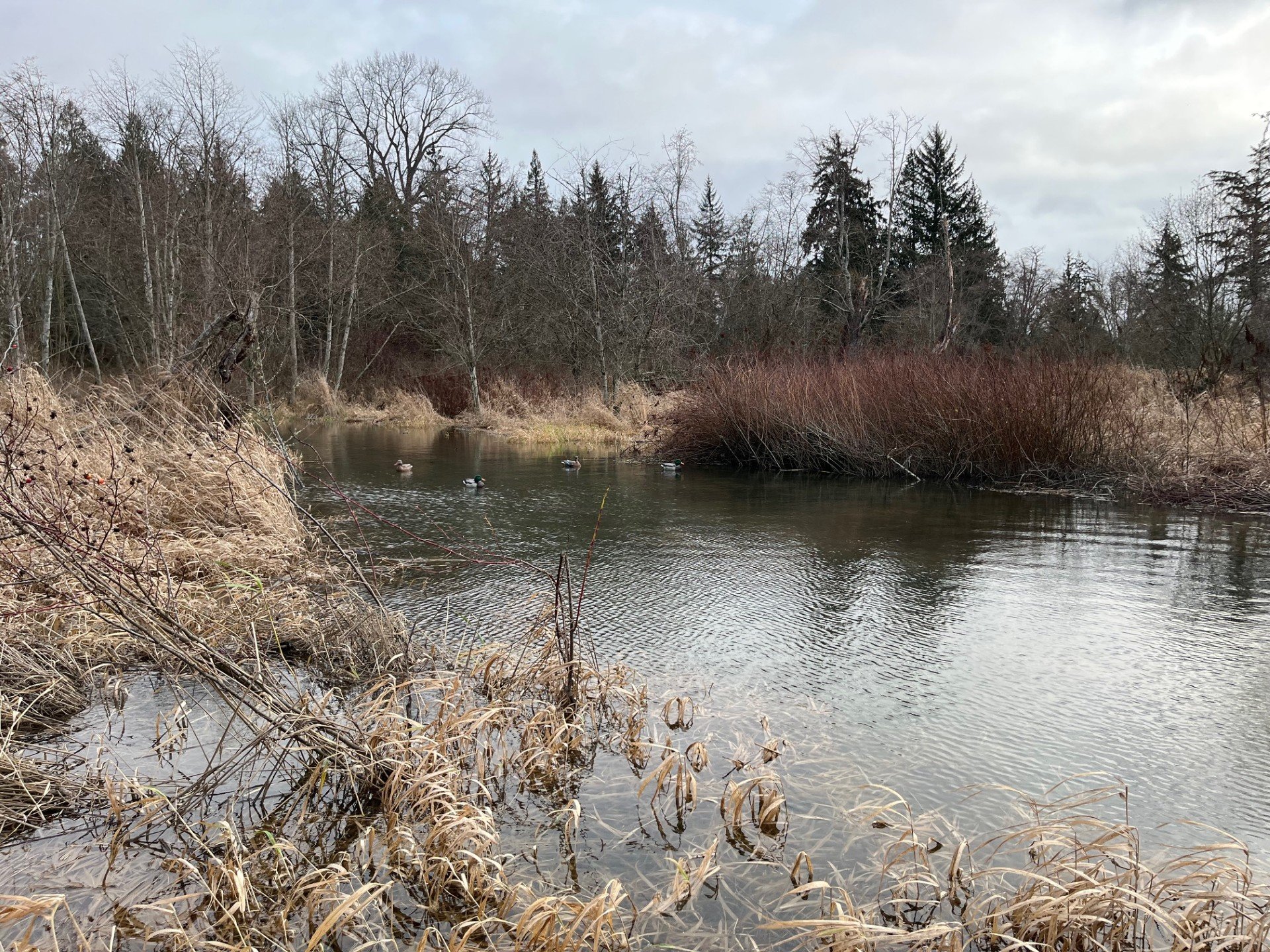 a scenic view of the Skagit River.
