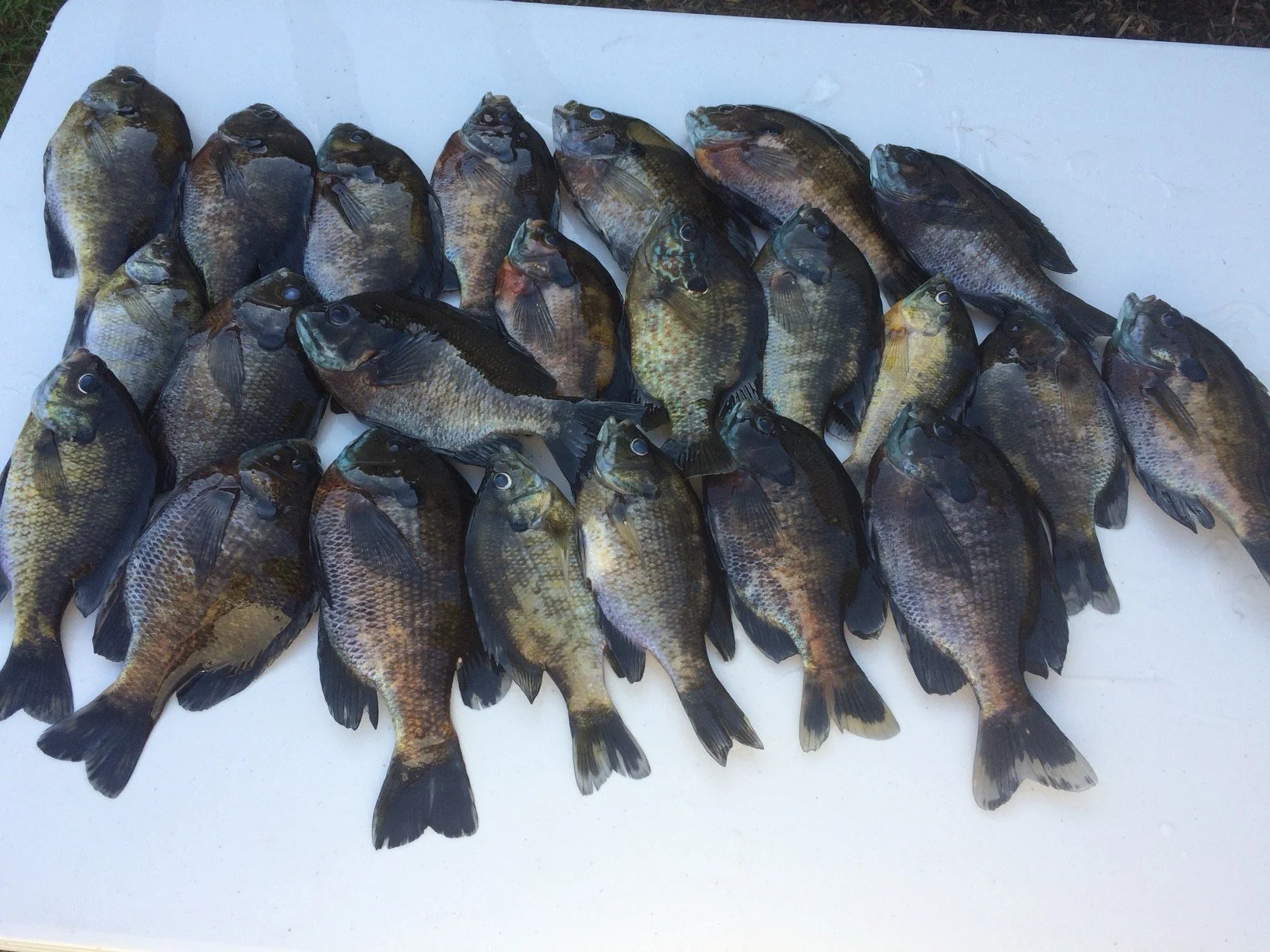 A large pile of panfish we caught from a local lake in Skagit Valley.