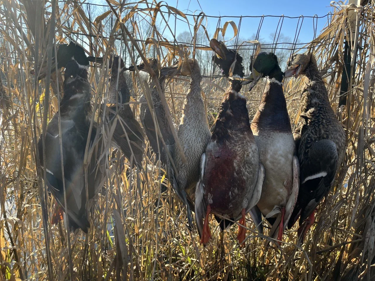 A limit of ducks from a fast and successful duck hunting trip in Skagit Valley on the Skagit River.  Offering guided duck hunting on the Skagit.