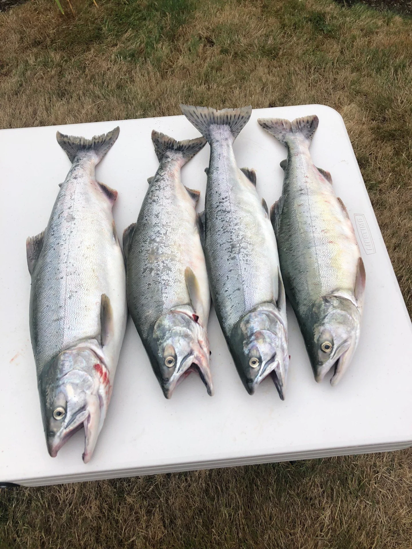 Four freshly caught pink salmon from the Skagit River in Skagit Valley.