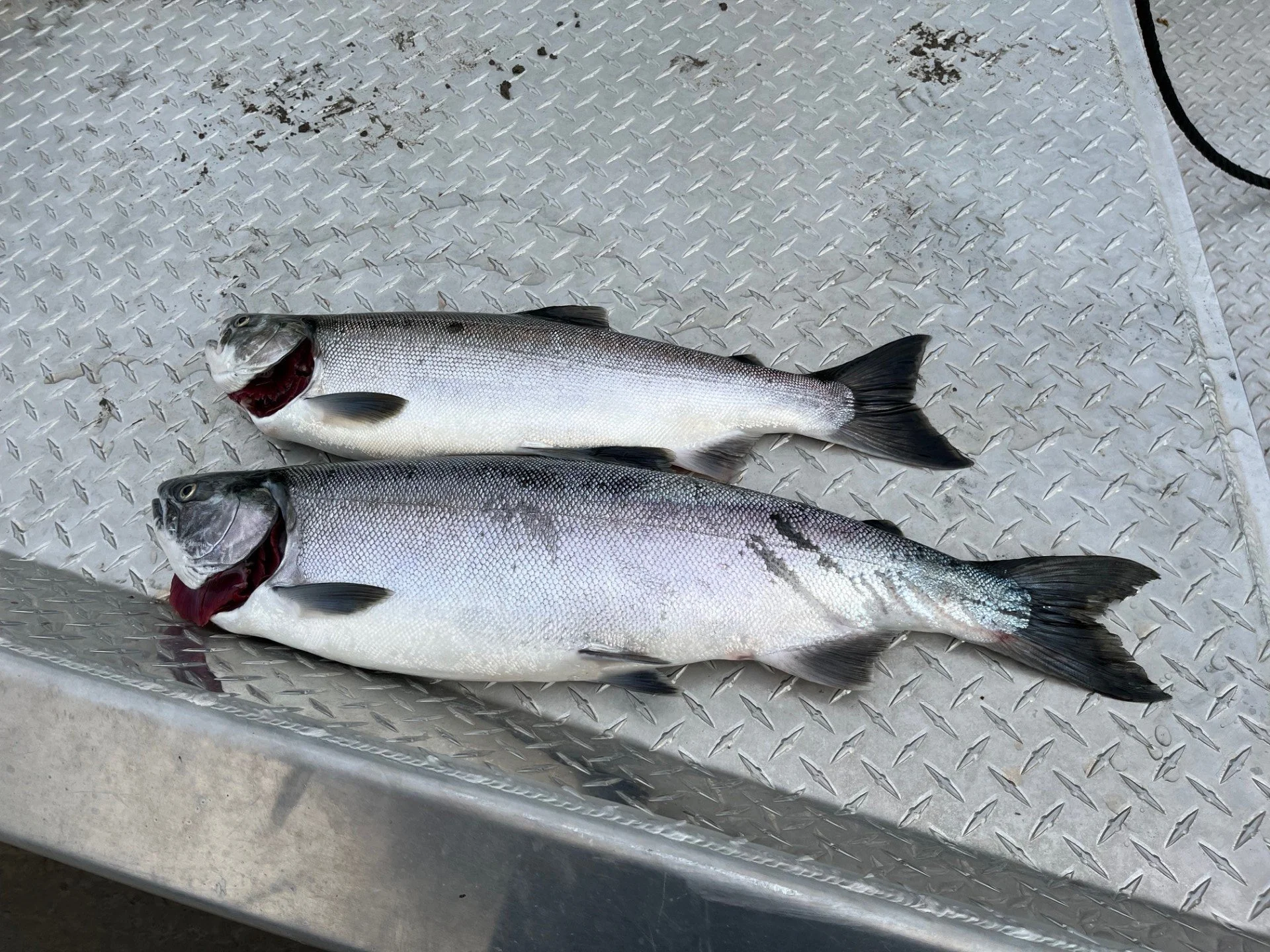 A pair of coho from the Skagit River.