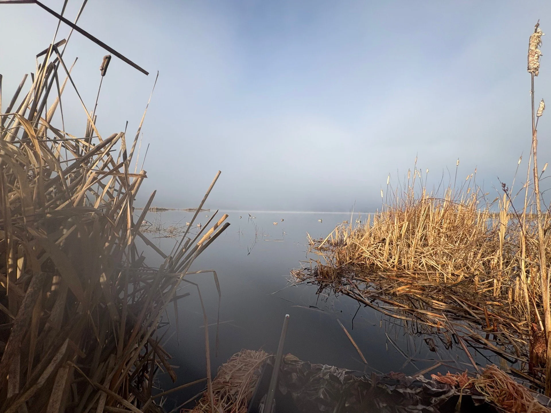 Decoys over water here in Skagit Valley.
