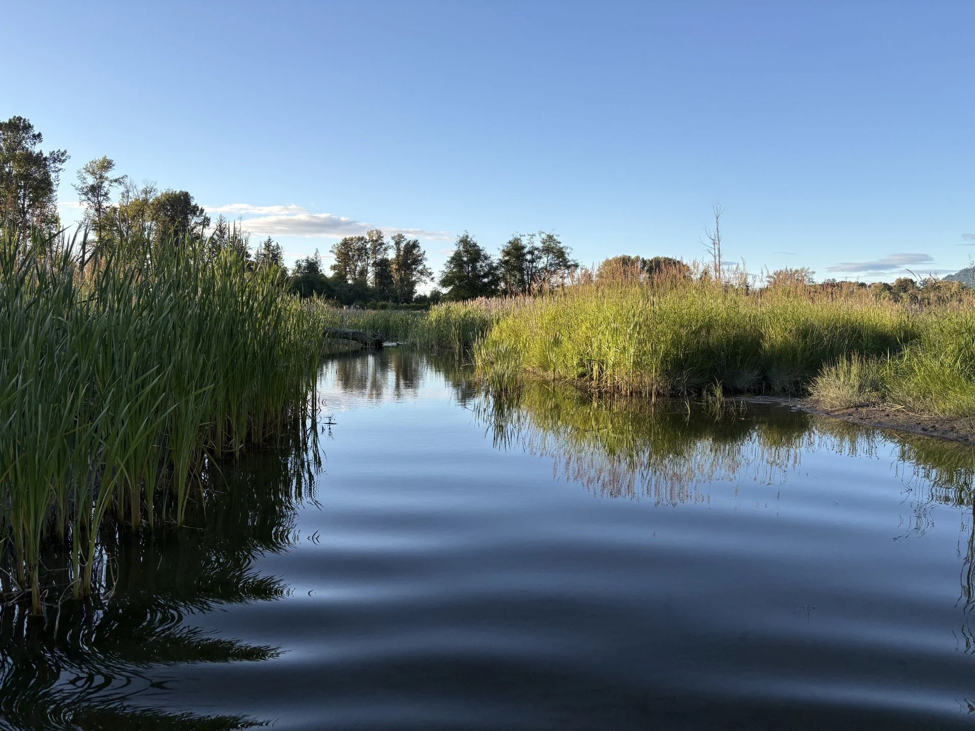 A back-channel used by waterfowl on the Skagit River.