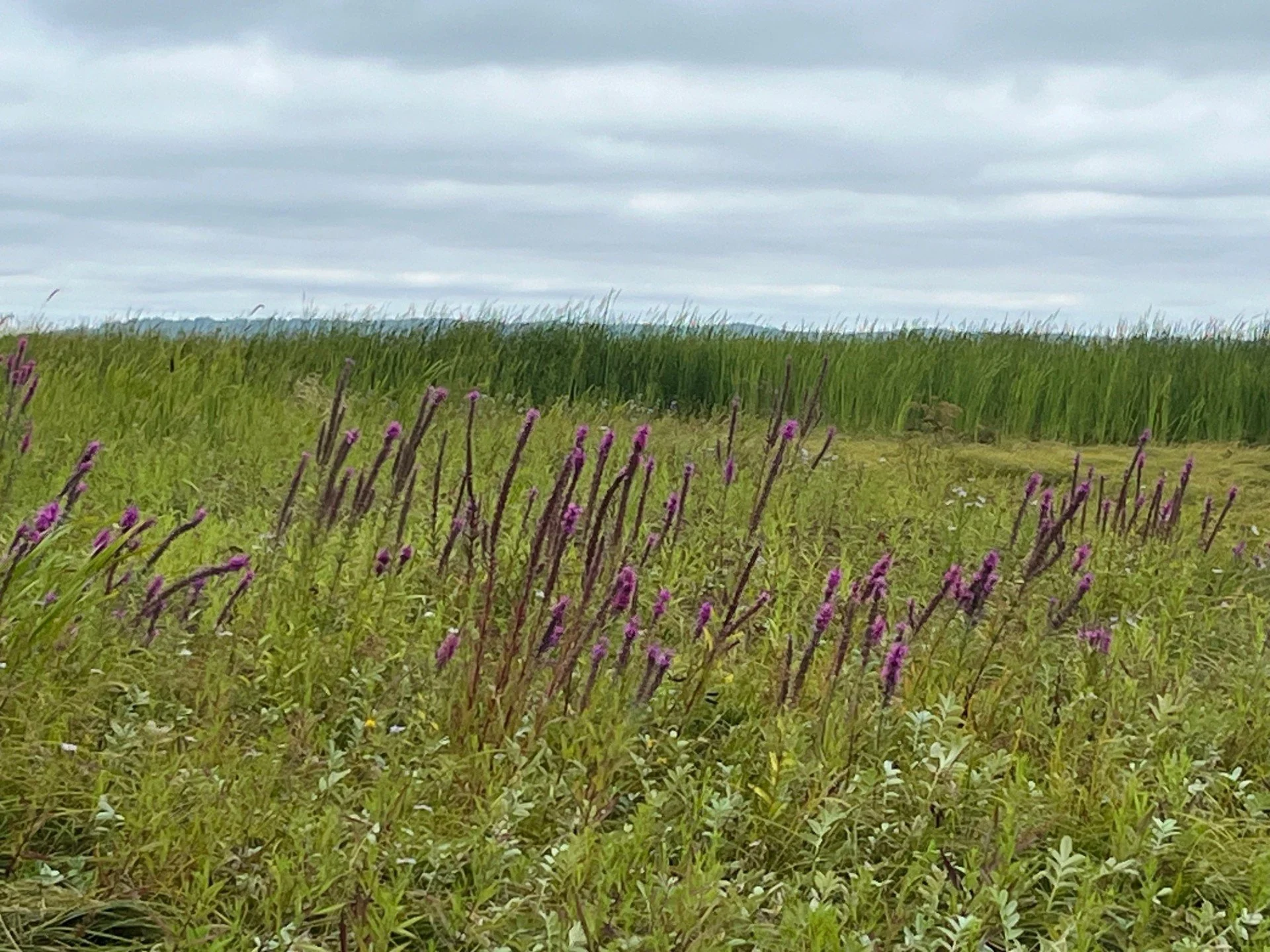 Wildflowers in the Skagit wetlands.