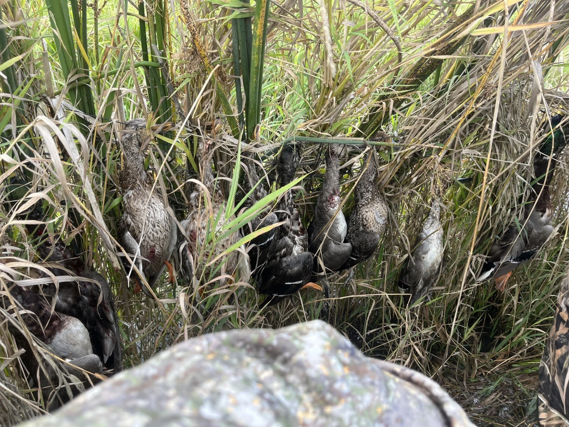 A good row of ducks from the opener.