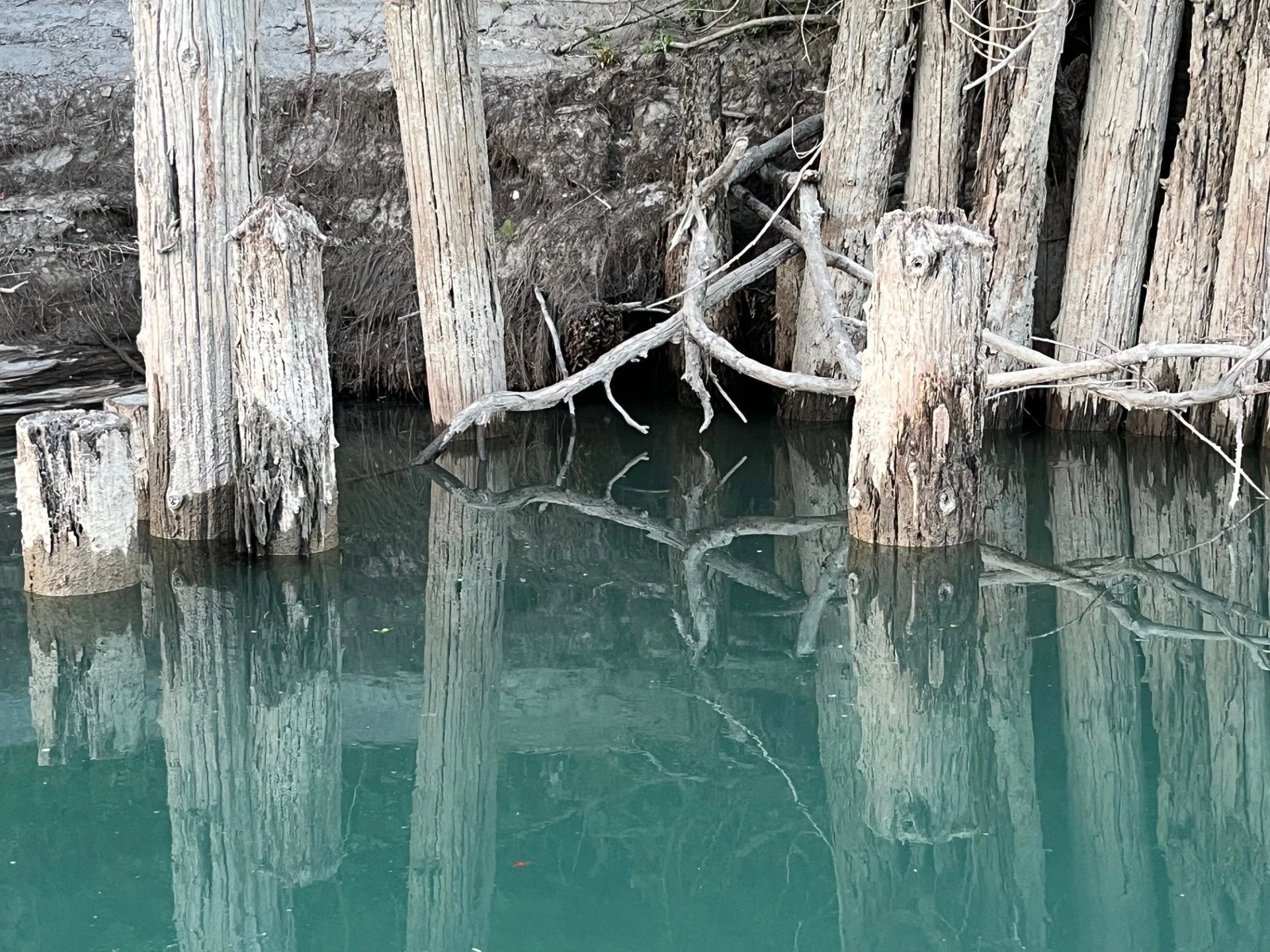 Pilings in the Skagit River near Mount Vernon, WA.