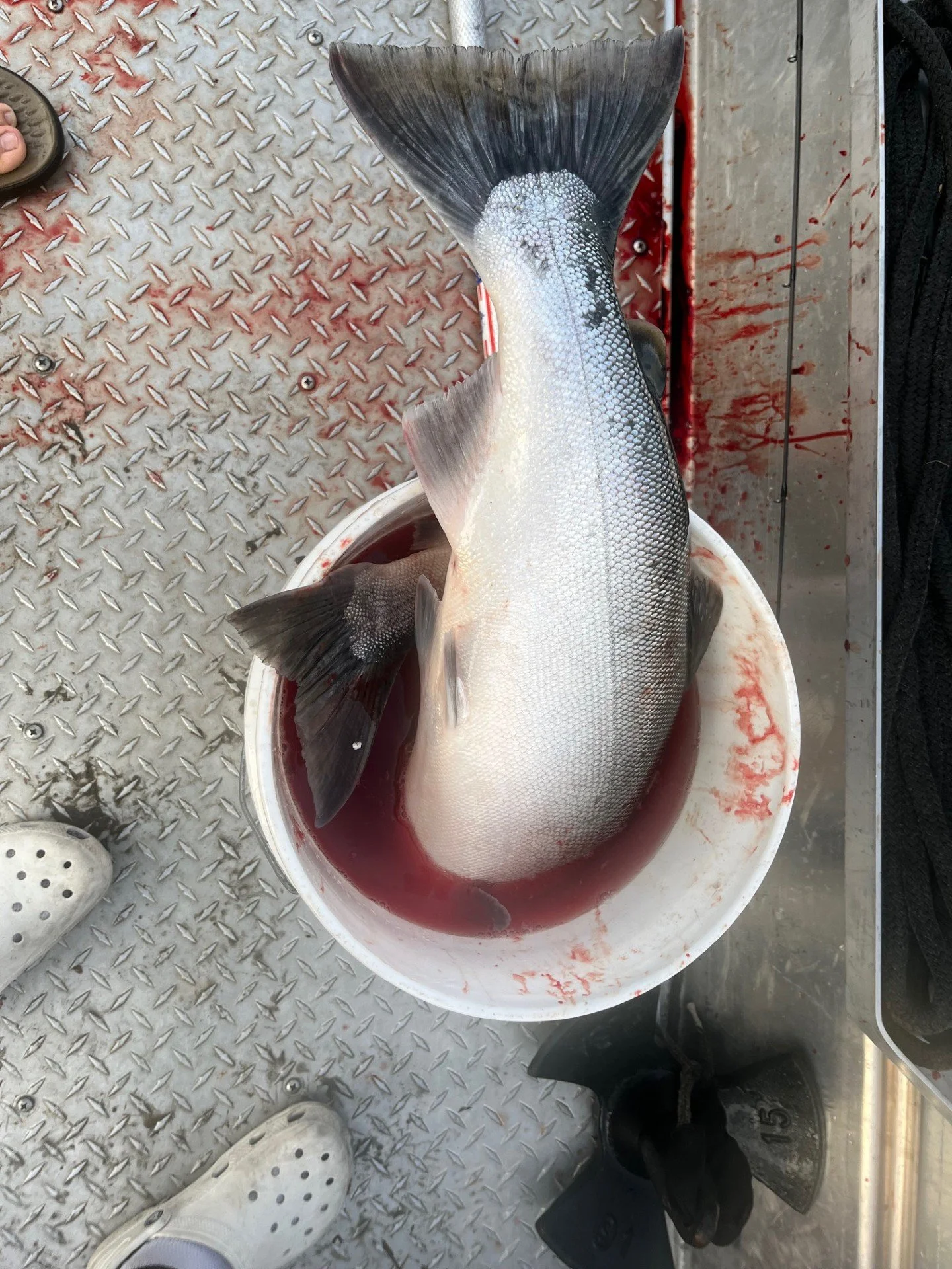 The tail of a fatty coho of the Skagit River with Wyman Guide Service.