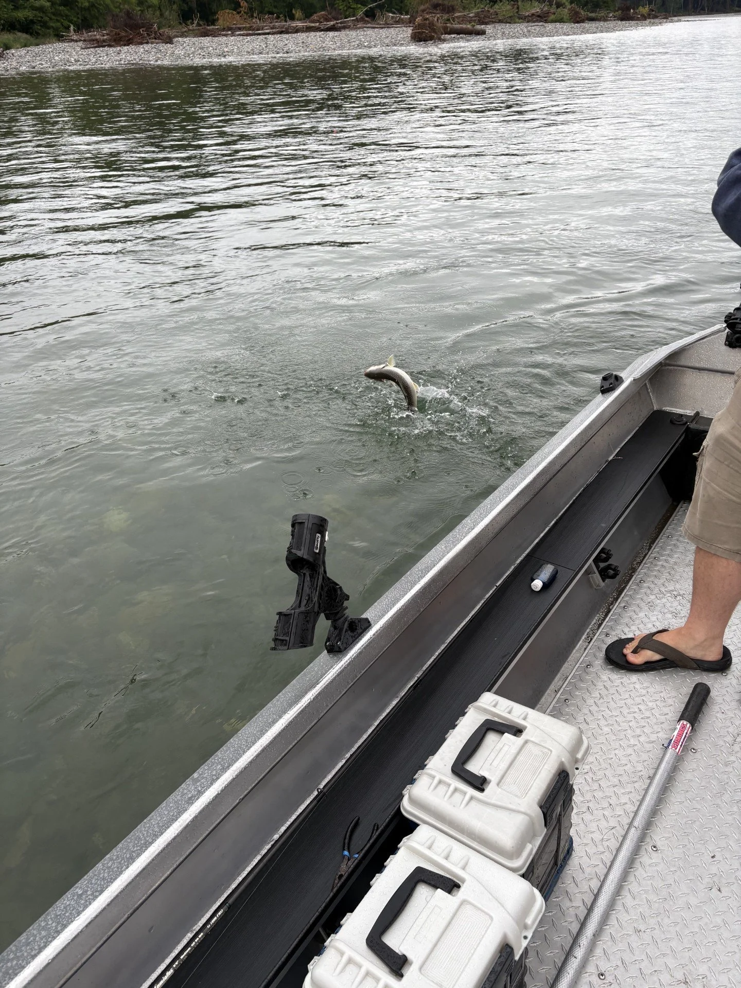 Dolly varden jumping while fighting it on the Skagit River by Rockport, looking for kings with Wyman Guide Service.