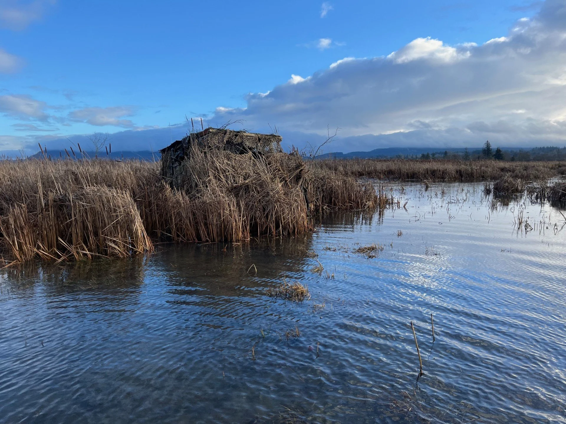 A popular blind in the marshes of Skagit River.
