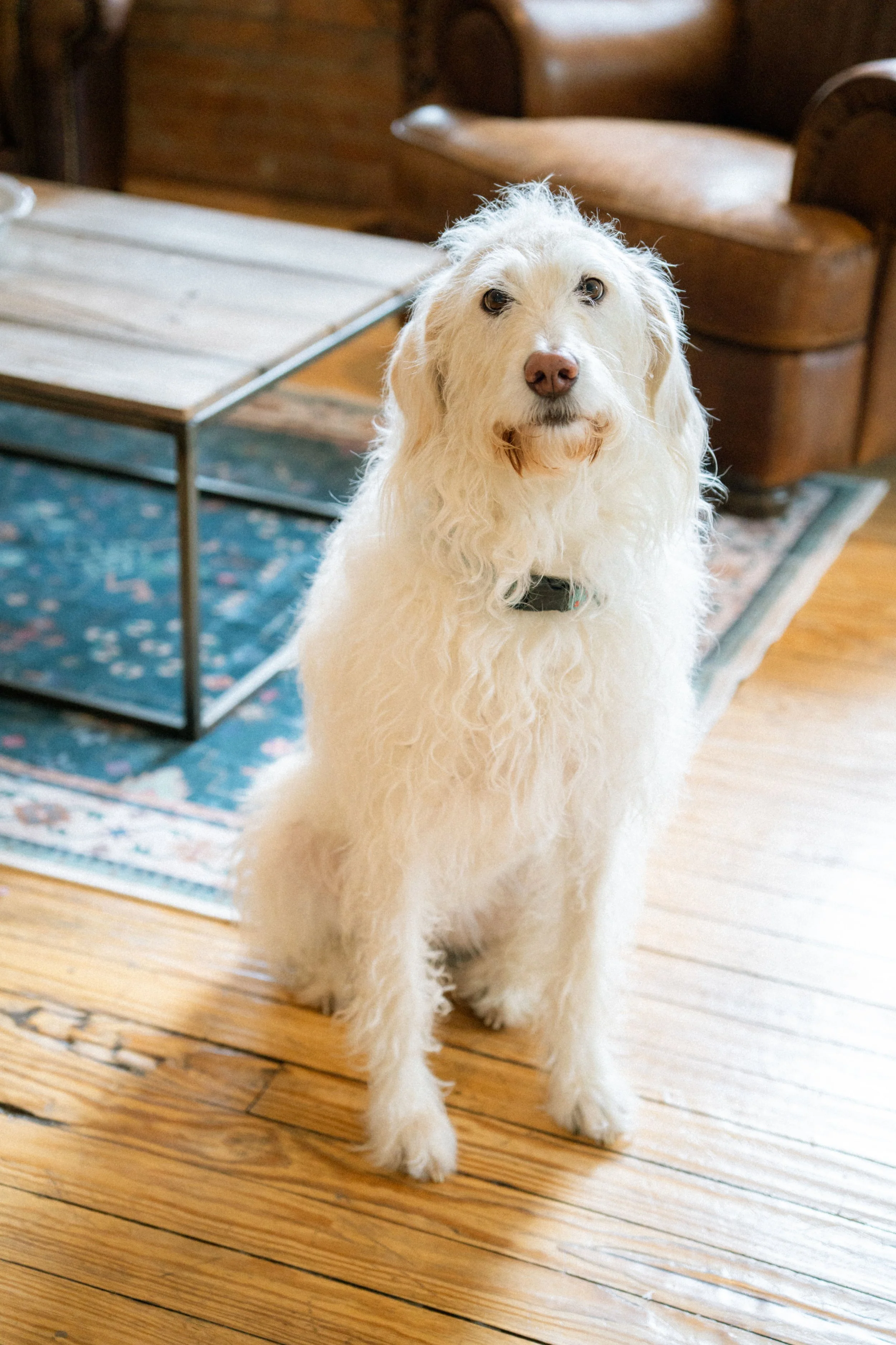 A large white dog with a thick, wavy coat standing on a wooden floor in a cozy, rustic room. The dog has light eyes and a brown nose, wearing a black collar. In the background, there is a mid-century modern style glass coffee table and wooden furniture.