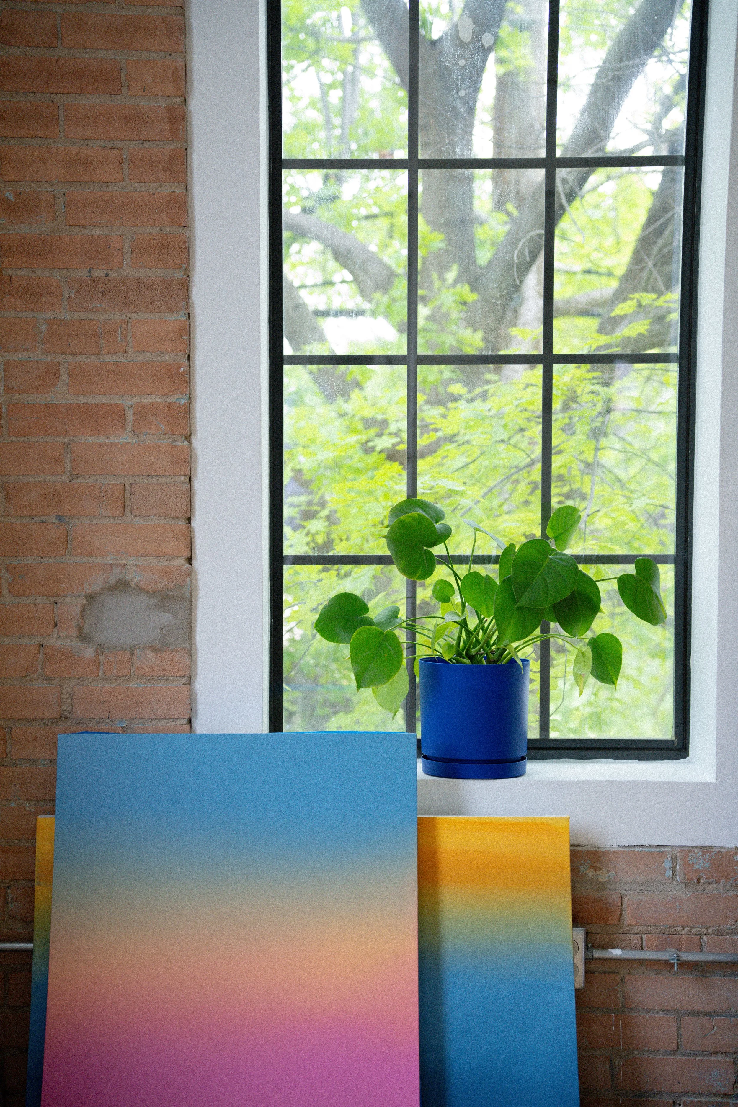 A blue potted plant on a windowsill with a large window showing green trees outside. The window has black framing and there are colorful, gradient-colored panels in front of the window.