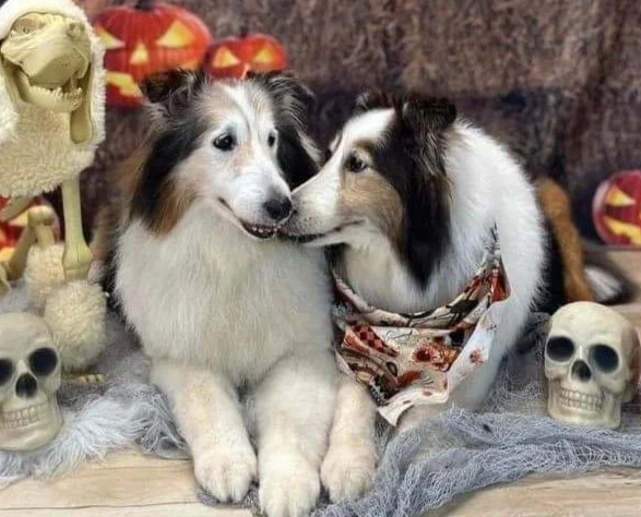 Two dogs, one licking the other, surrounded by Halloween decorations including skulls, pumpkins, and a skeleton.