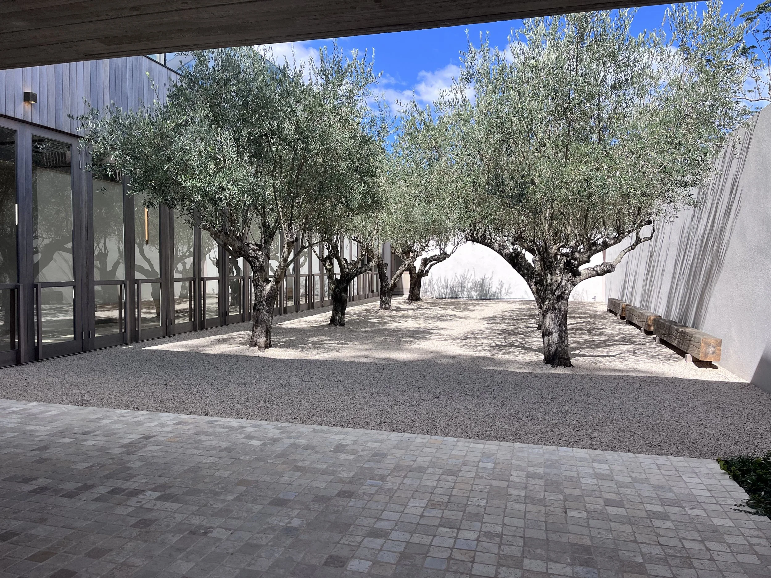 A courtyard with four olive trees, gravel ground, stone pavement in the foreground, modern building with glass windows on the left, and a white wall on the right side. Blue sky with some clouds overhead.