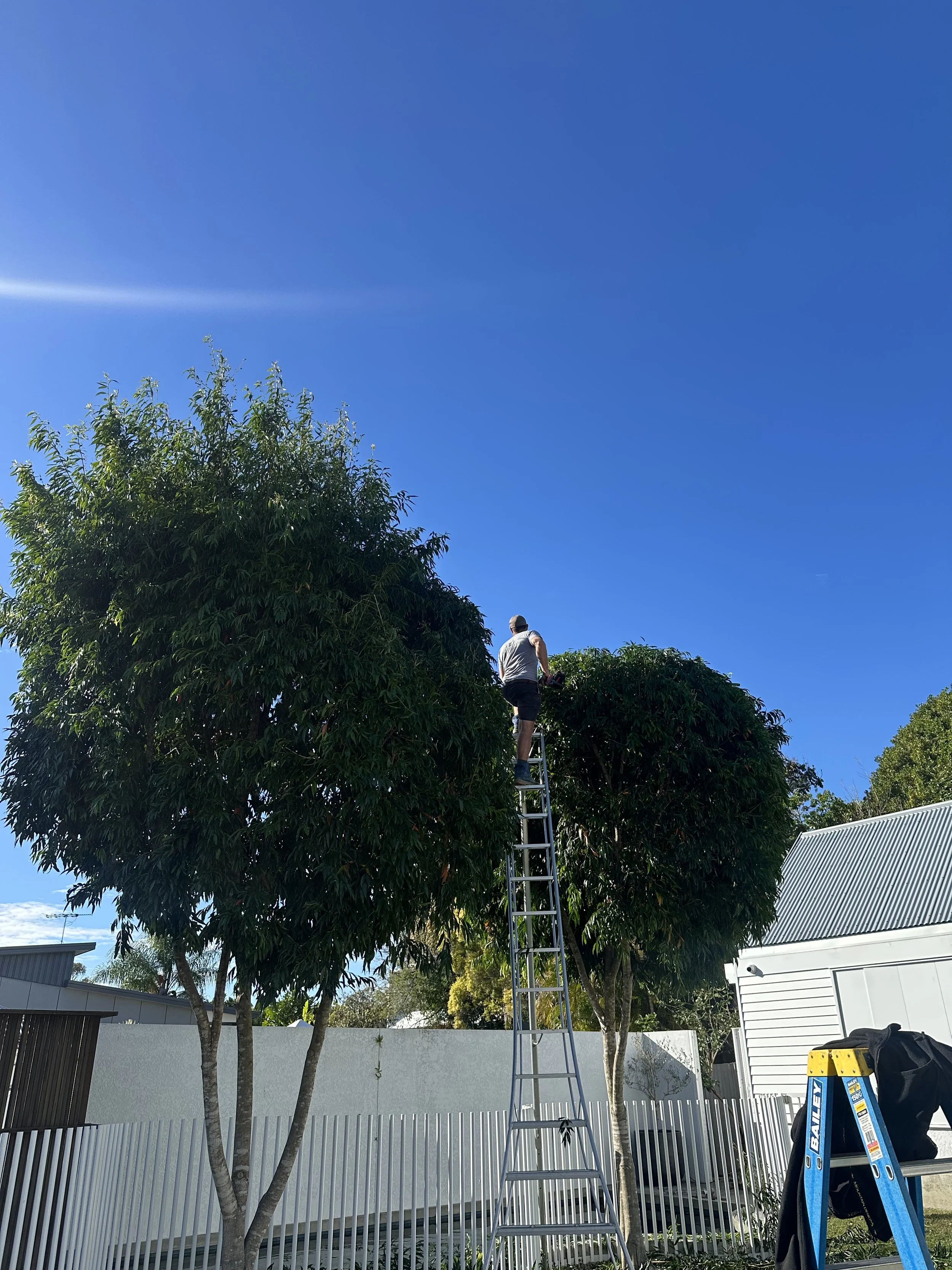 Specialist and professional pruning, shaping and topiary - All aspects of Pruning including fruit trees, vines, and topiary etc.