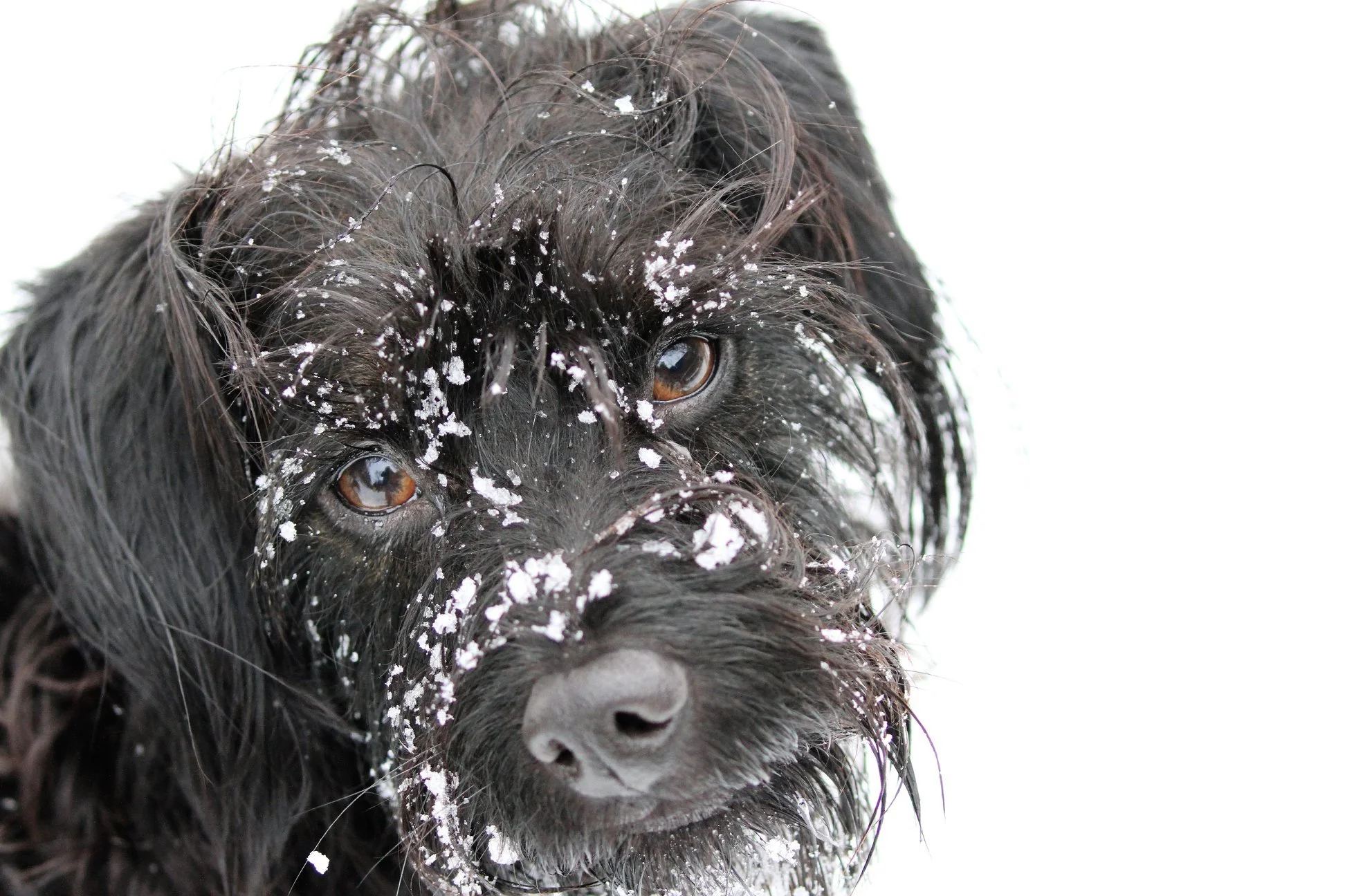 Puppy Introduction Groom