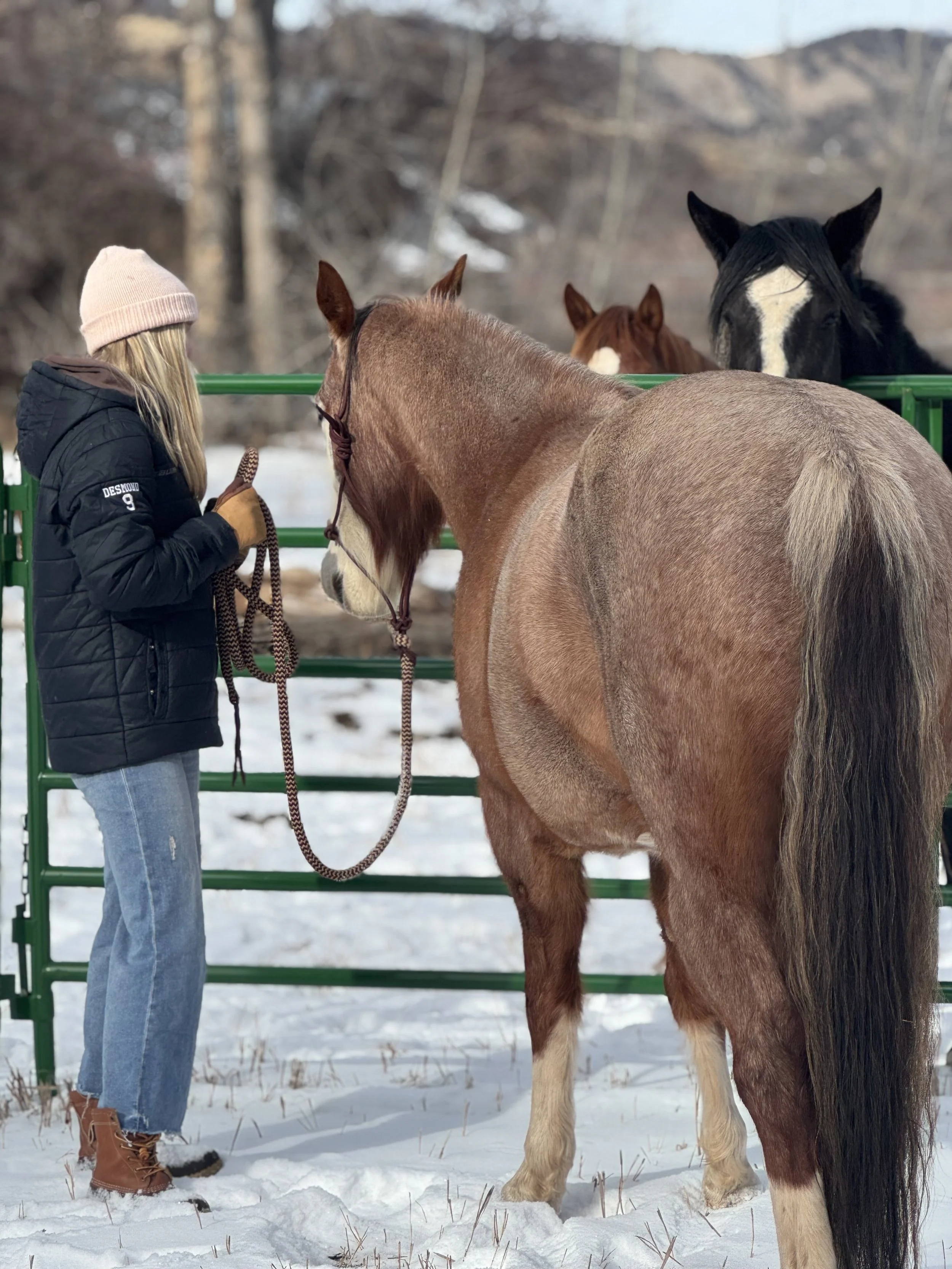 Teen Equine-Guided Life Skills Series