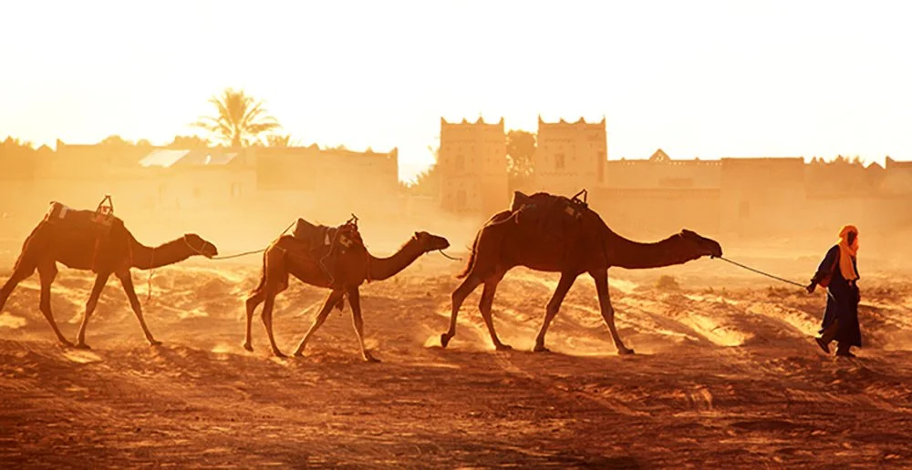 camels-morrocco.jpg
