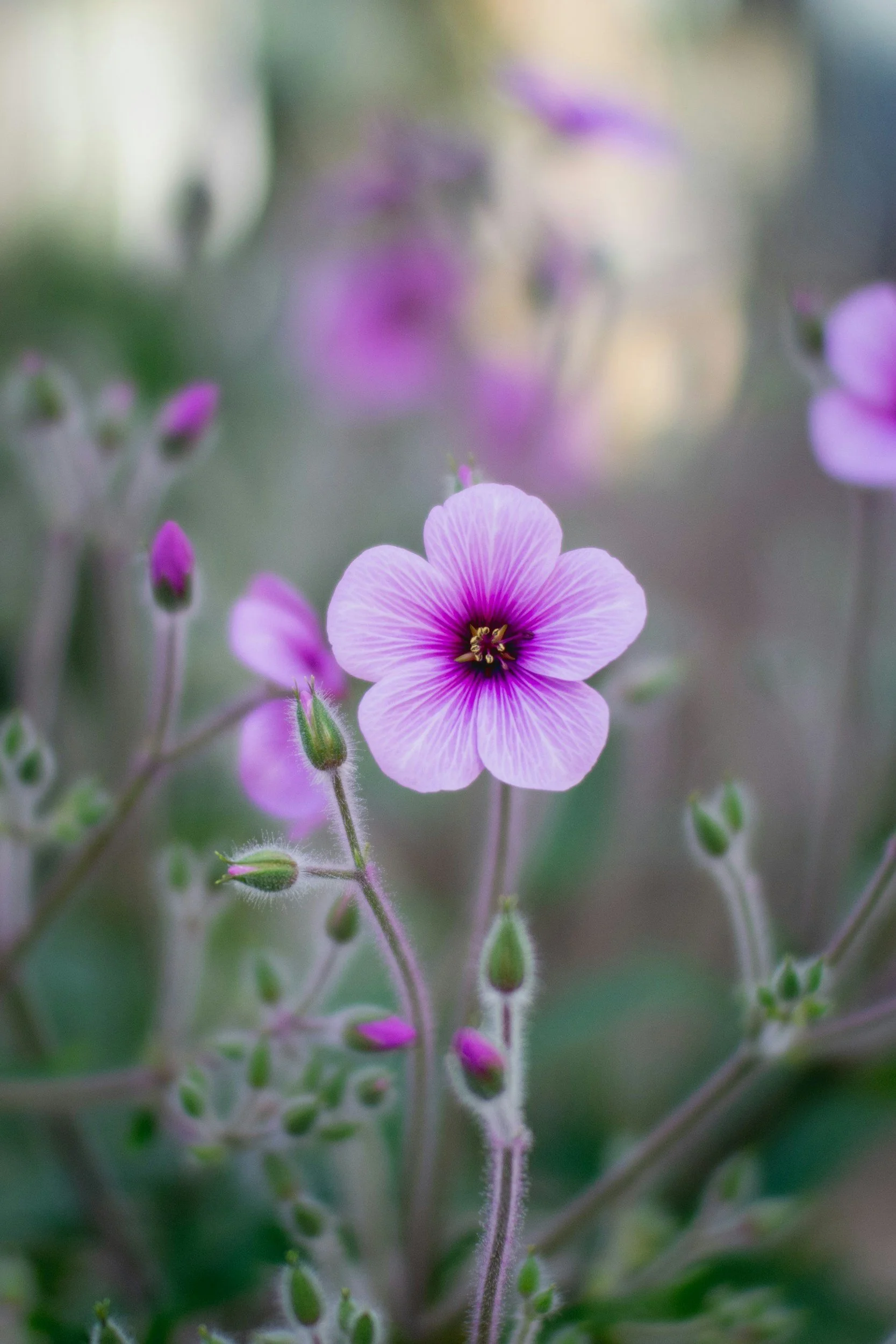 Close-up of a pink and purple flower - intuitive tarot reading.